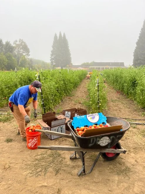 A person harvesting ripe tomatoes in a vineyard, with a wheelbarrow filled with tomatoes and boxes nearby, under an overcast sky.