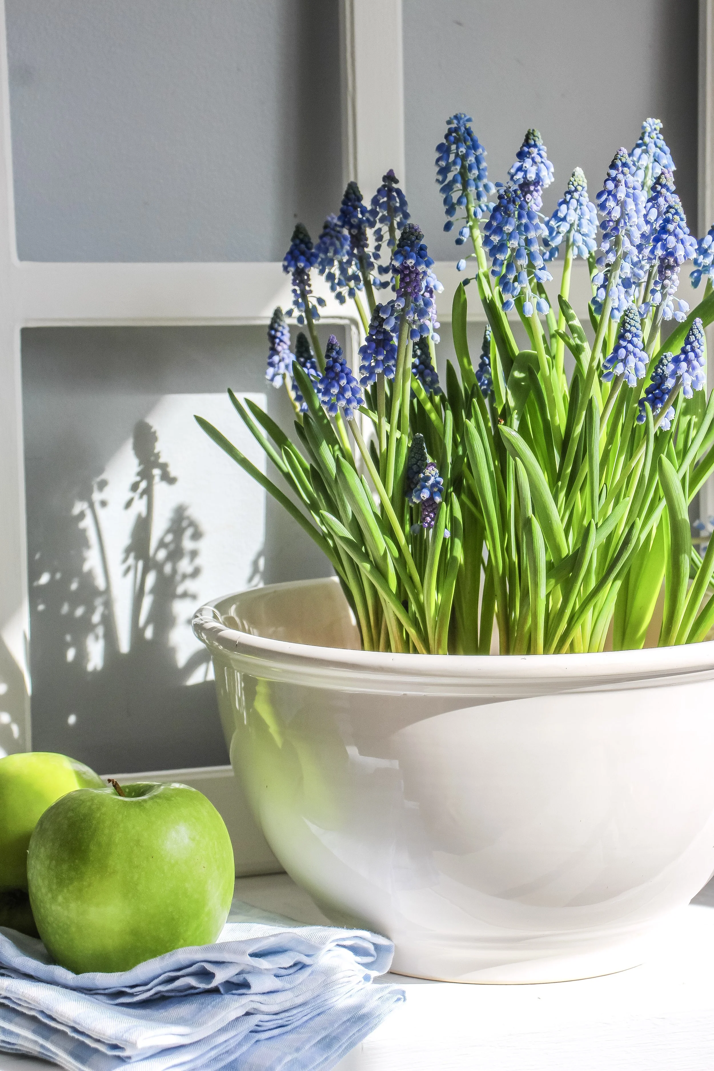 A white bowl filled with purple and blue grape hyacinth flowers, with two green apples and a blue cloth on a white surface, sunlight creating shadow patterns.