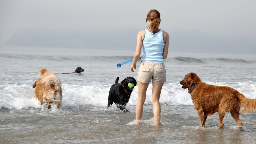 Whether your dog needs daily exercise, extra playtime, or occasional support, our experienced team is here to help. Consistent walking improves behaviour, boosts health, and enhances your dog’s overall happiness.