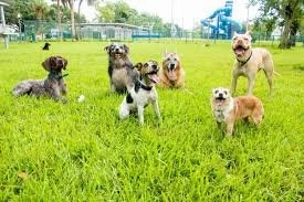 The Zoomie 30-40 mins