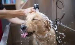 After Walk Wash Down