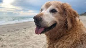 Older beach.jpg