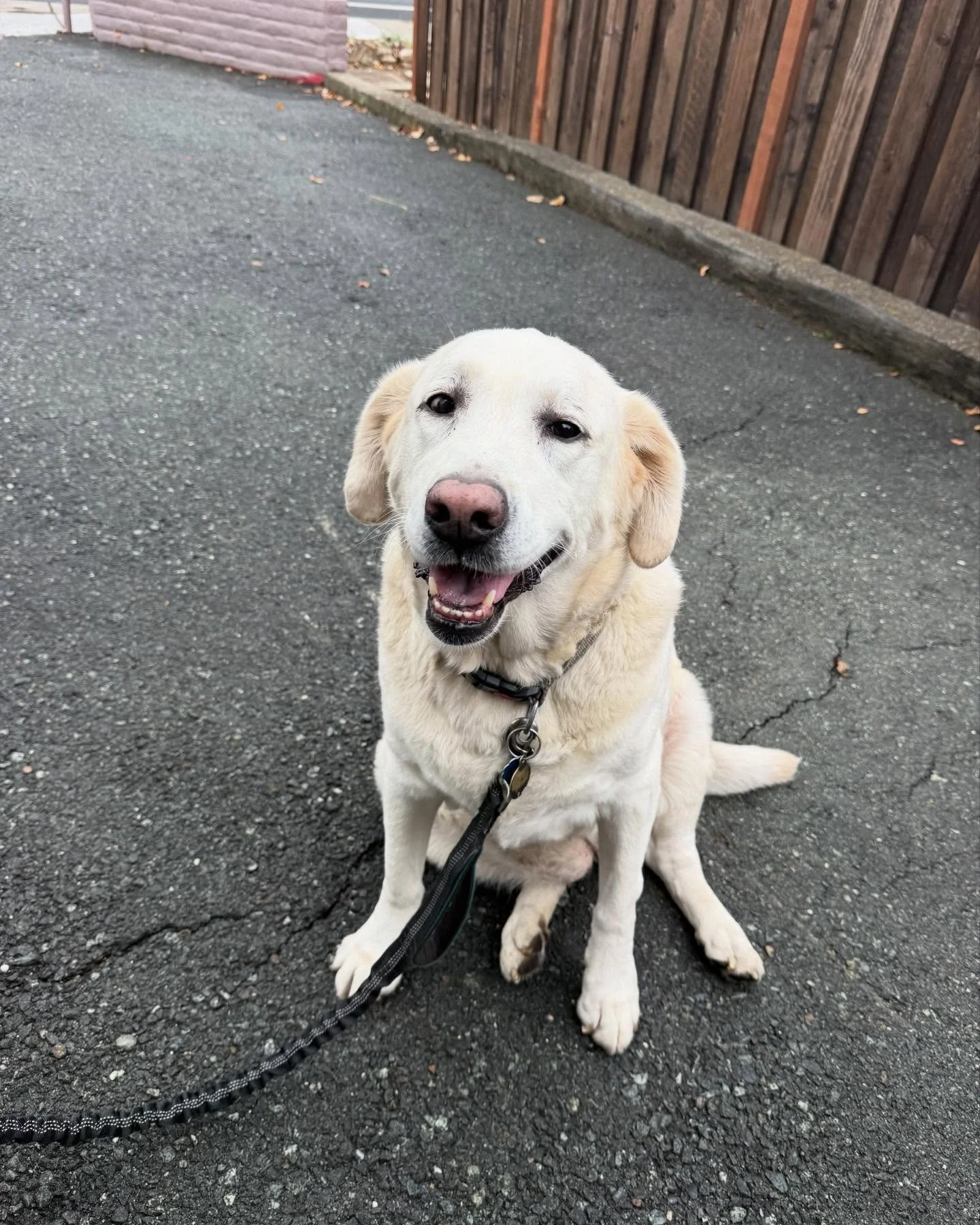 Melbi the original delivery dog for No Pay Cafe! @burbankhousingcorp @sheanadavis @epicureansonoma @fishsonoma @farmtopantry