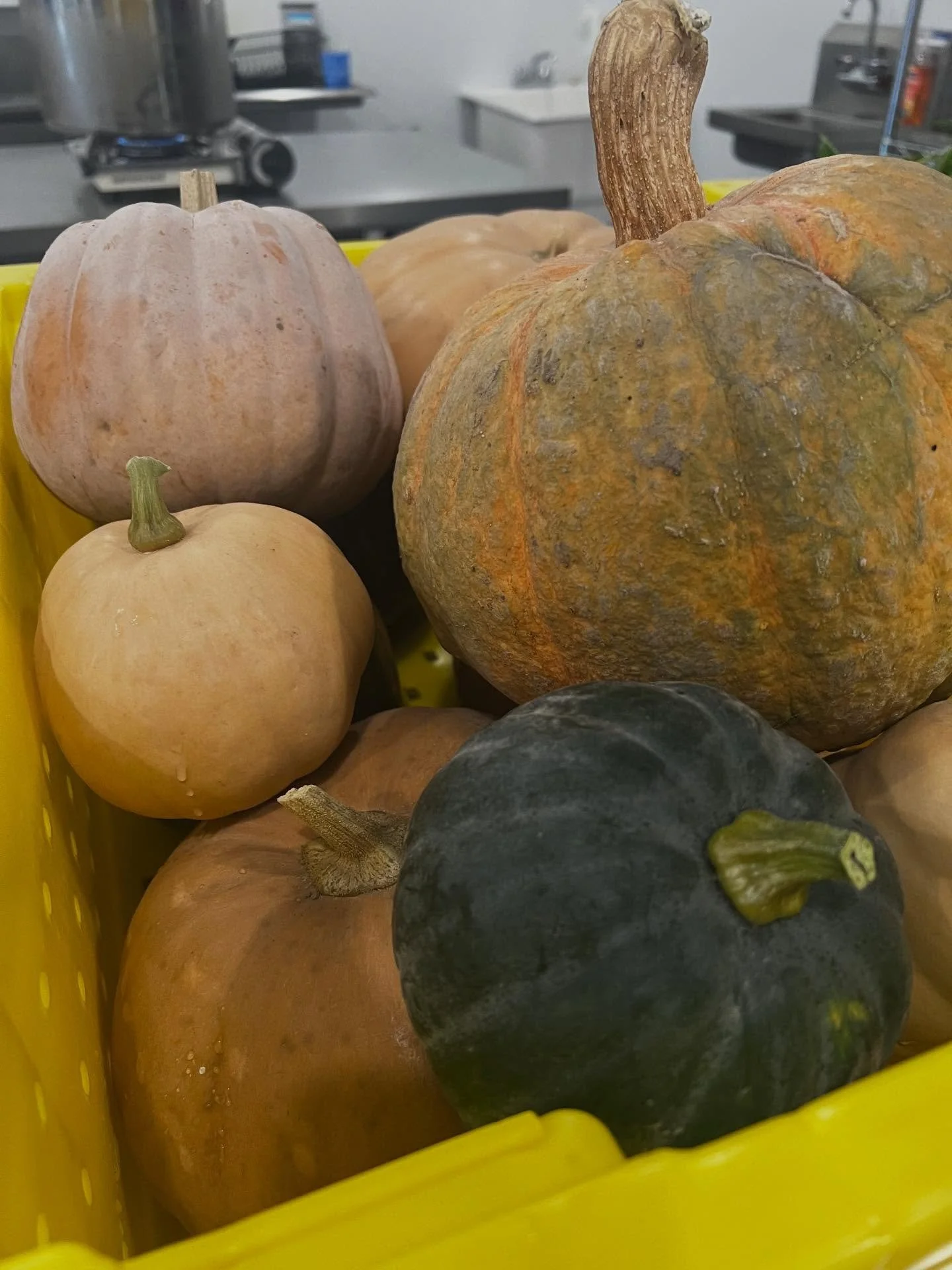 Roasted Sonoma Valley Squash to make a winter squash soup for our seniors in Sonoma. @slowfoodsonomacountynorth @farmtopantry @vintagehousesonoma @fishsonoma @burbankhousingcorp @epicureansonoma @sheanadavis @sonomacountyfarmtrails