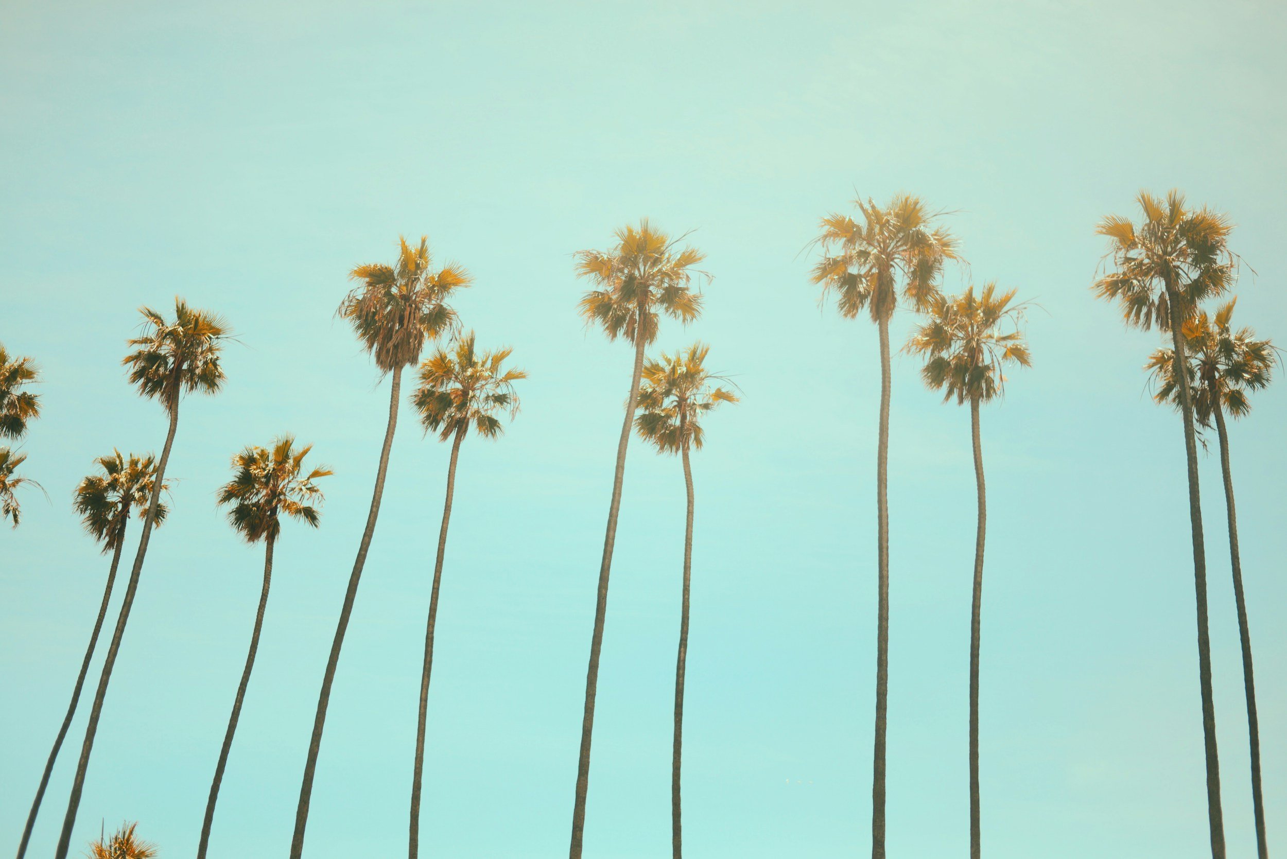 Multiple tall palm trees against a clear sky.