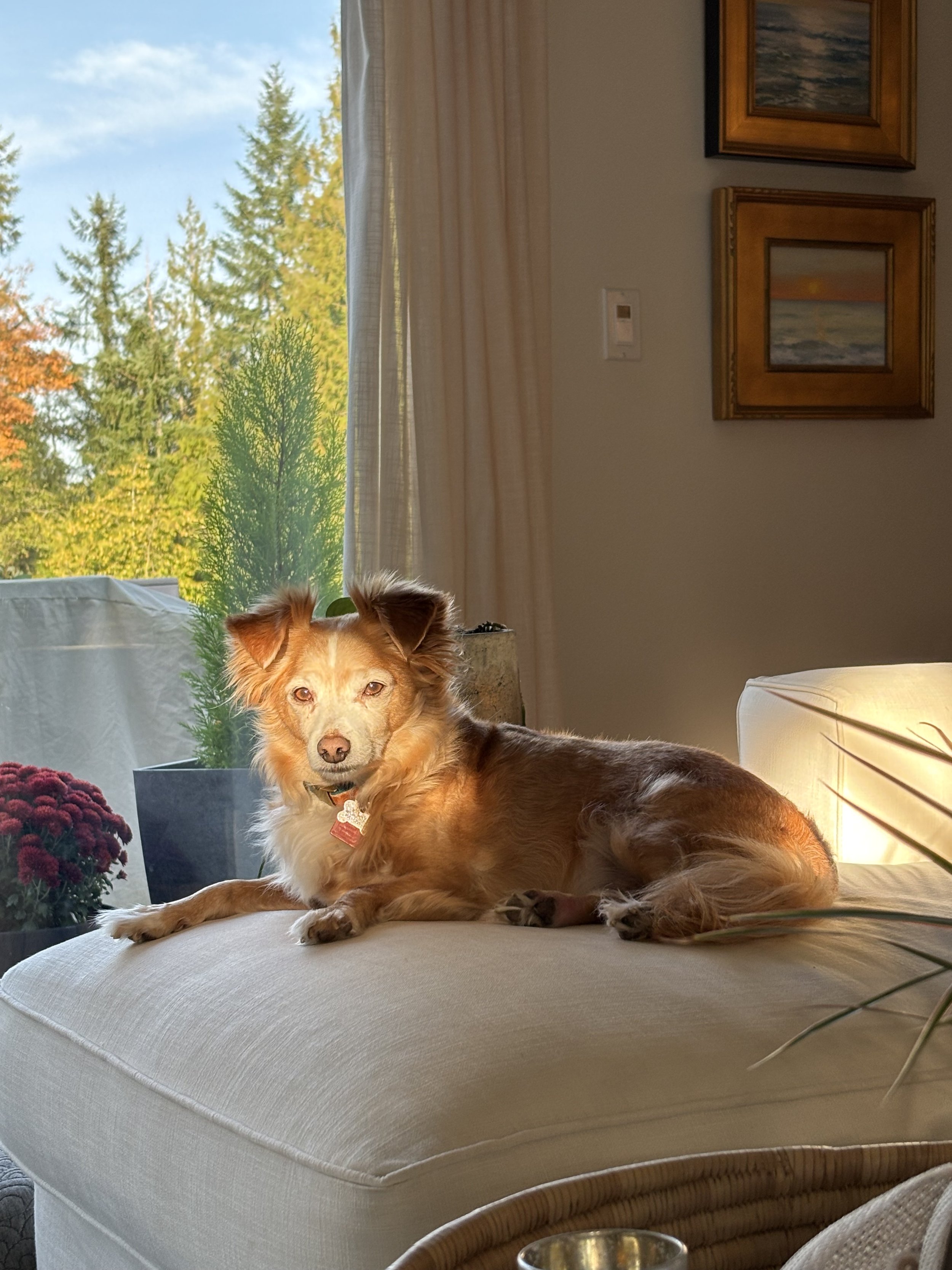 Image of Winston the dog