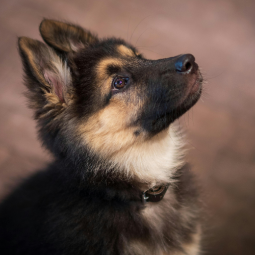 Close-up of a young German Shepherd puppy looking upward with a soft focus background.