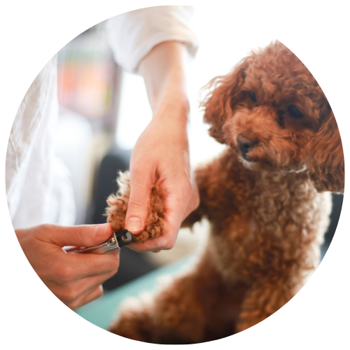 Low Stress Handling and Grooming