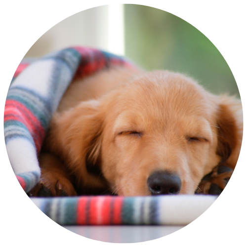 Help your dog learn to relax