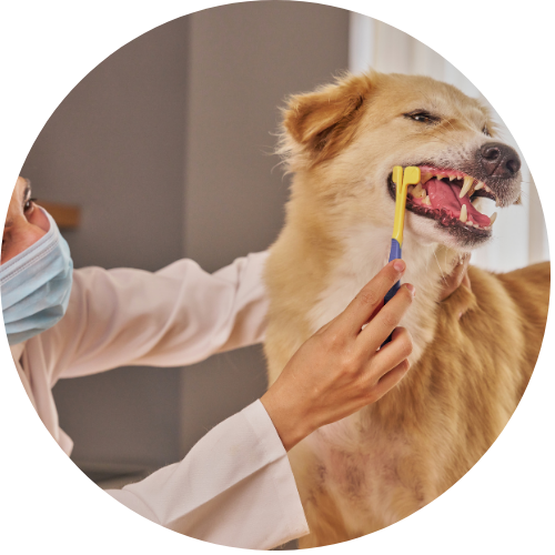 Guide to Cooperative Care: Empowering Your Dog in Vet &amp; Grooming Settings