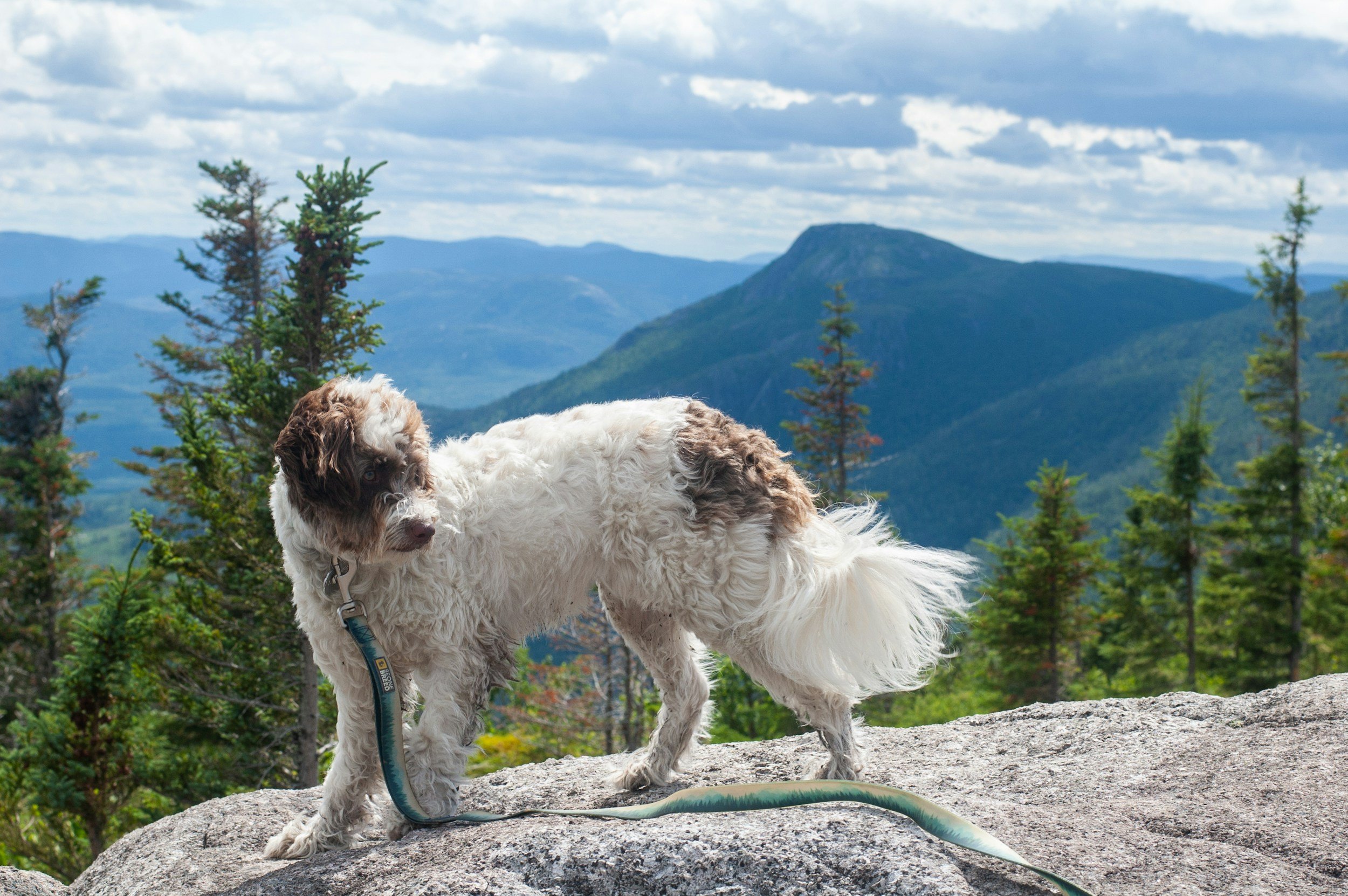 Dog on leash with mountain view
