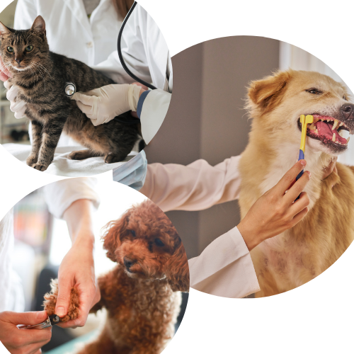 Cat with a stethoscope, dog having nails trimmed, dog having teeth checked