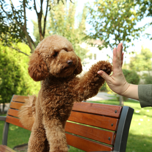 A brown poodle puppy giving a high five to a person's hand outdoors in a park with trees and grass in the background.