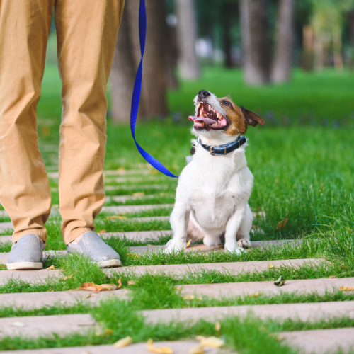 Person walking a small dog on a leash in a park with green grass and trees.