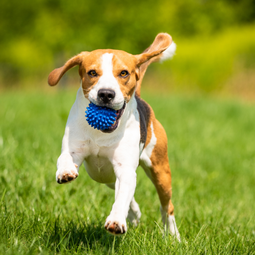 Dog running on grass with a blue spiked ball in its mouth