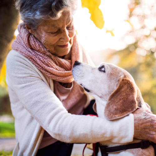 An elderly woman with gray hair and a pink scarf gently holds a beagle dog, both looking at each other lovingly outdoors with autumn trees in the background.