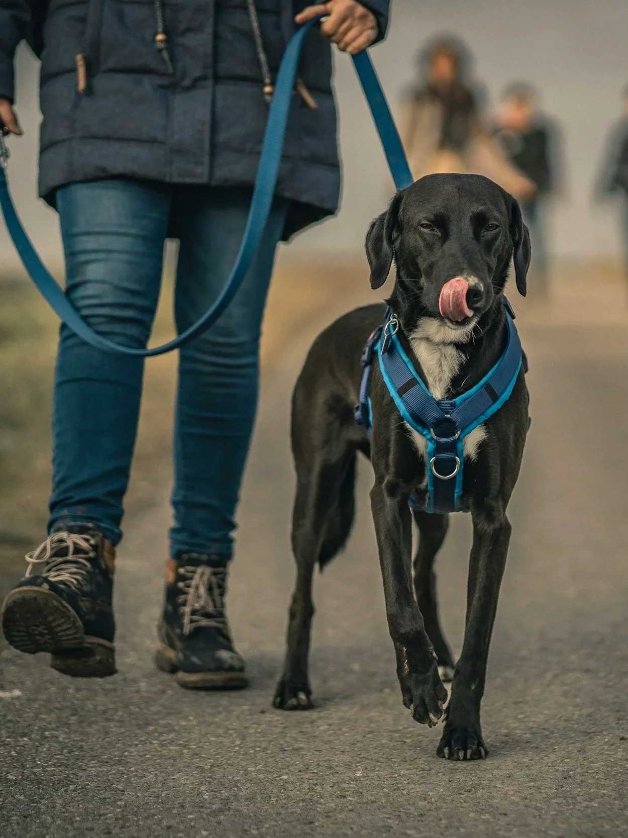 A dog walking on a leash