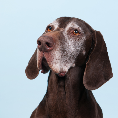 Close-up of a brown dog with long ears and a gray muzzle against a light blue background.