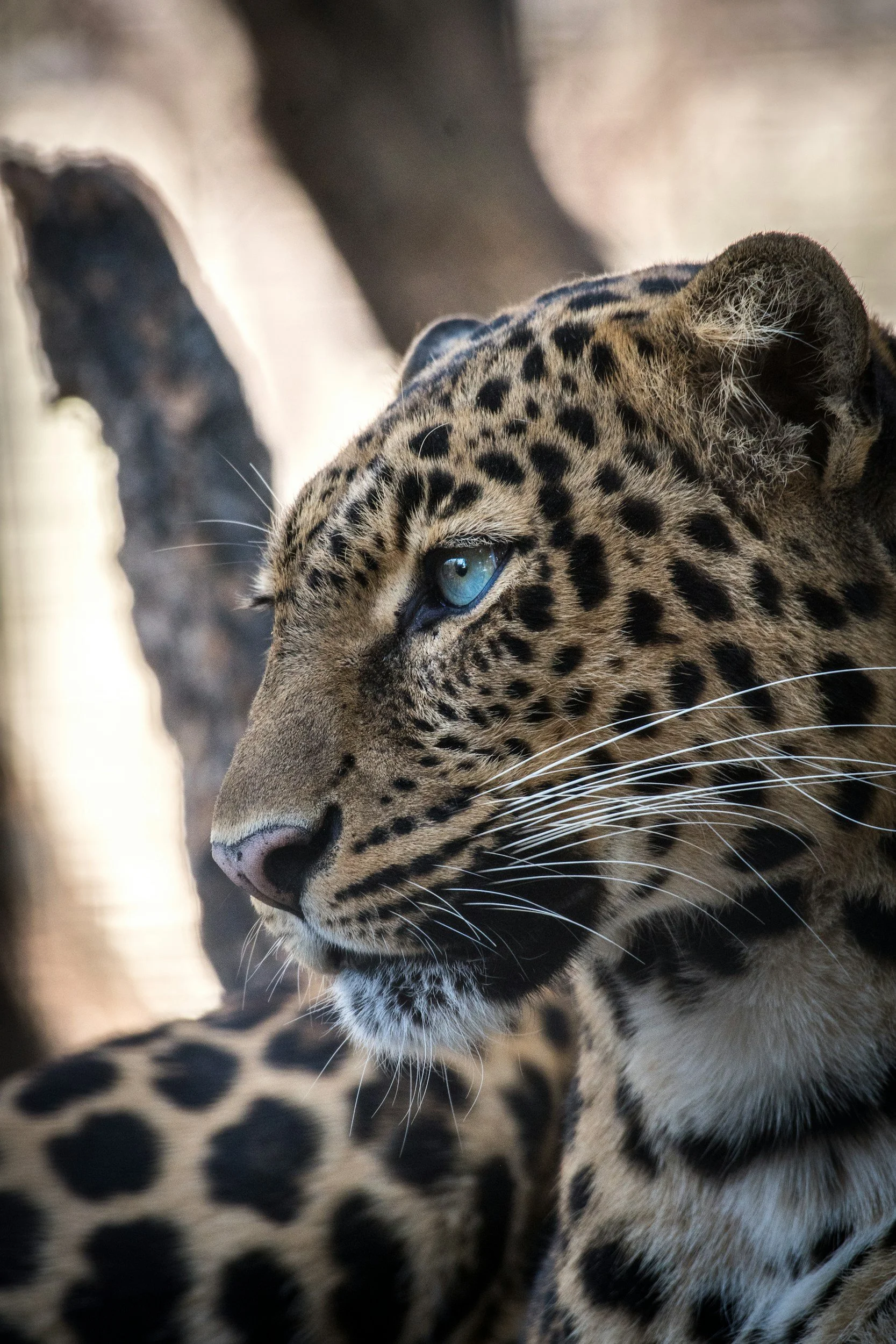 Close-up of a jaguar with blue eyes and a golden coat with black rosettes, looking to the side.