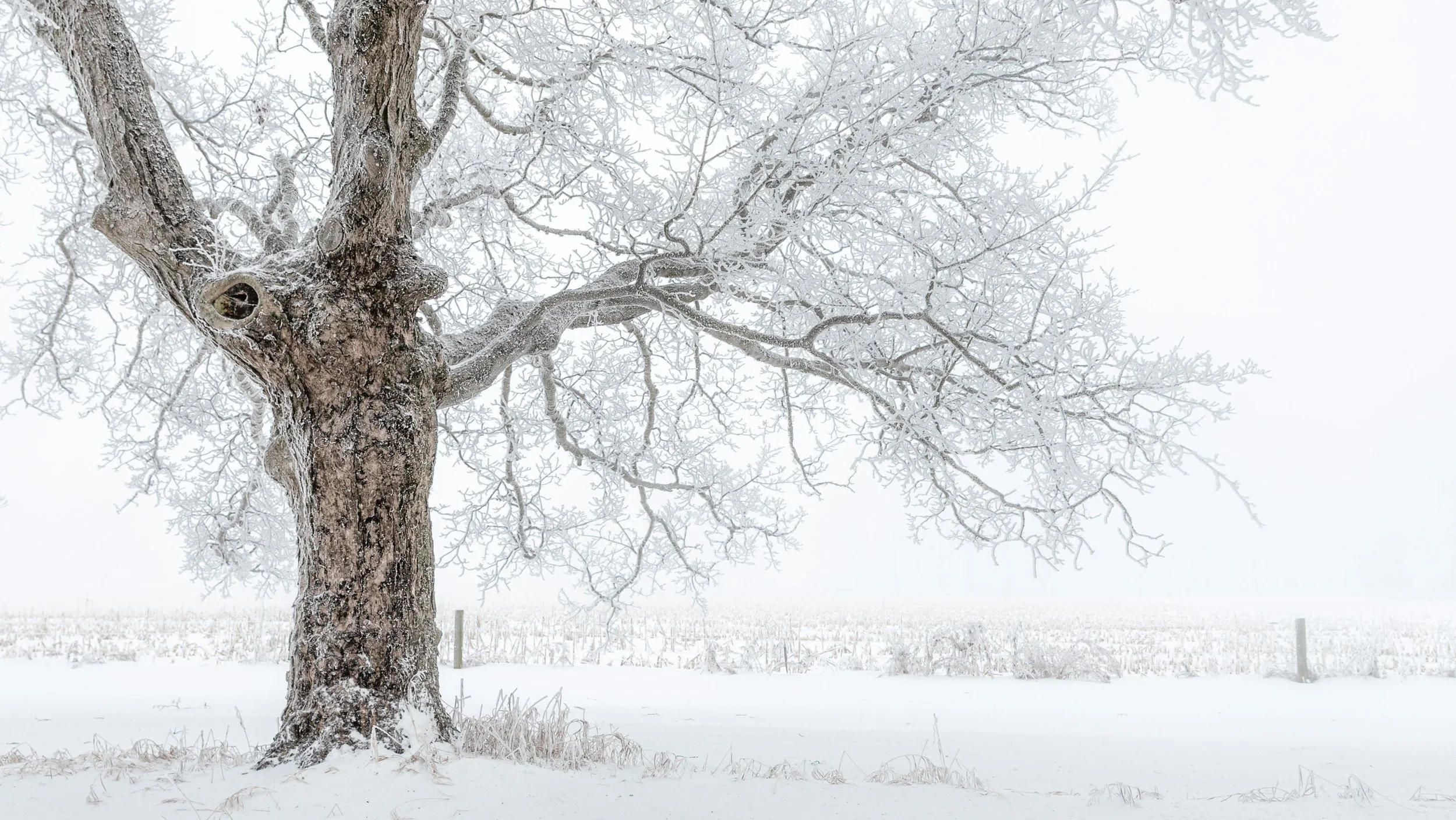 Winterscapes