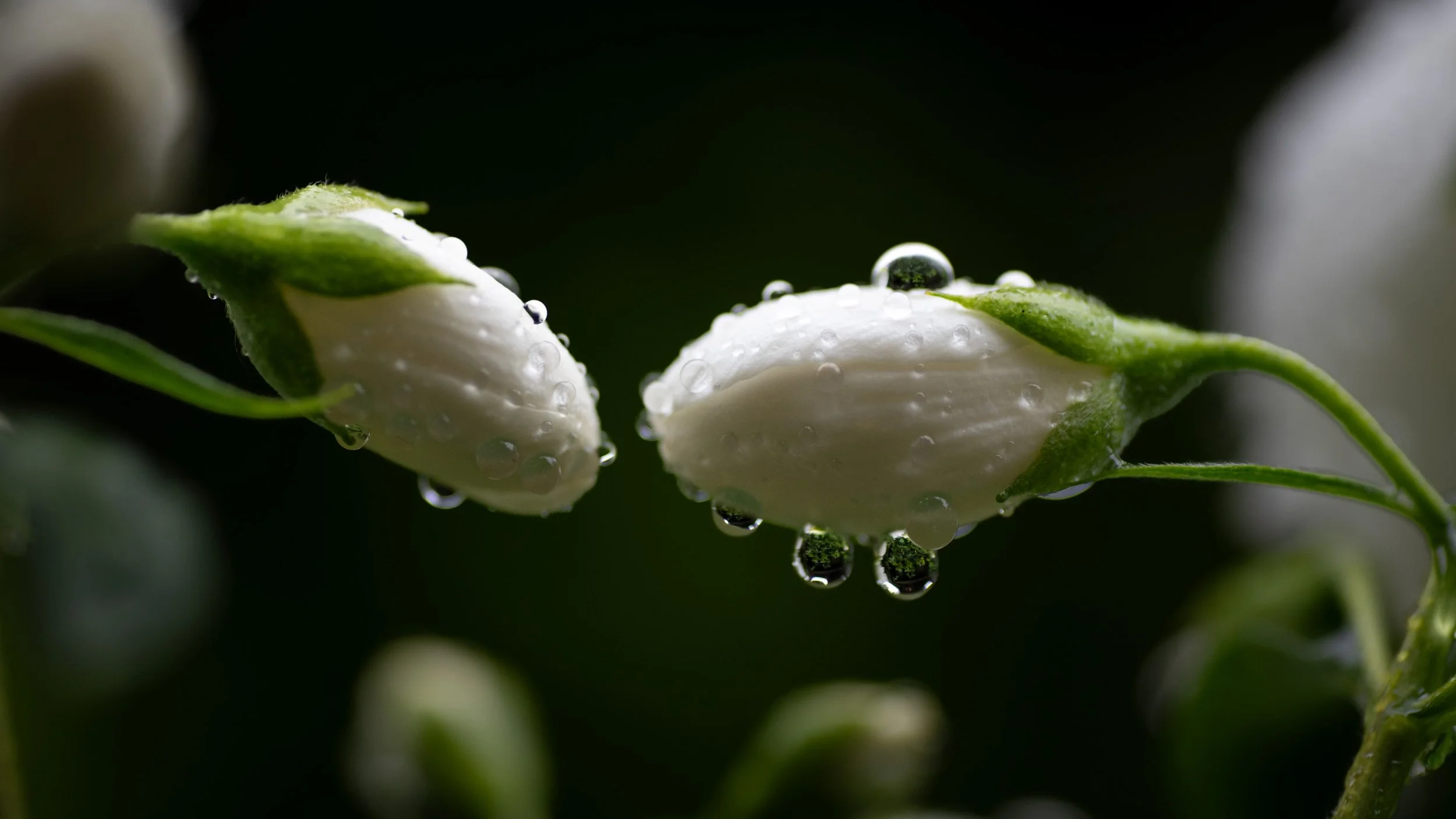 Introduction - Mock Orange
