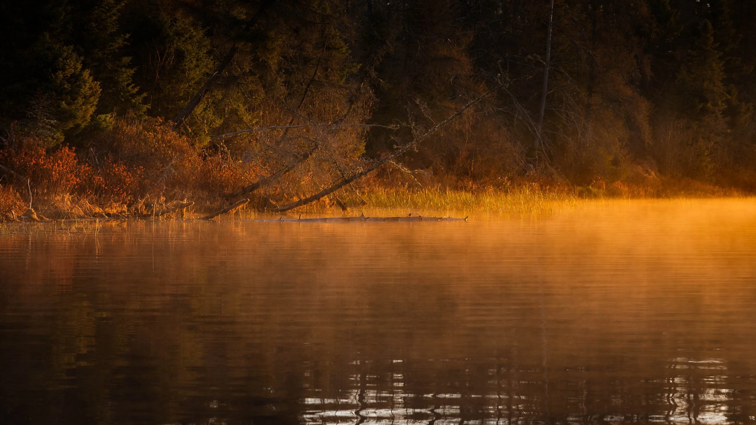 First Light