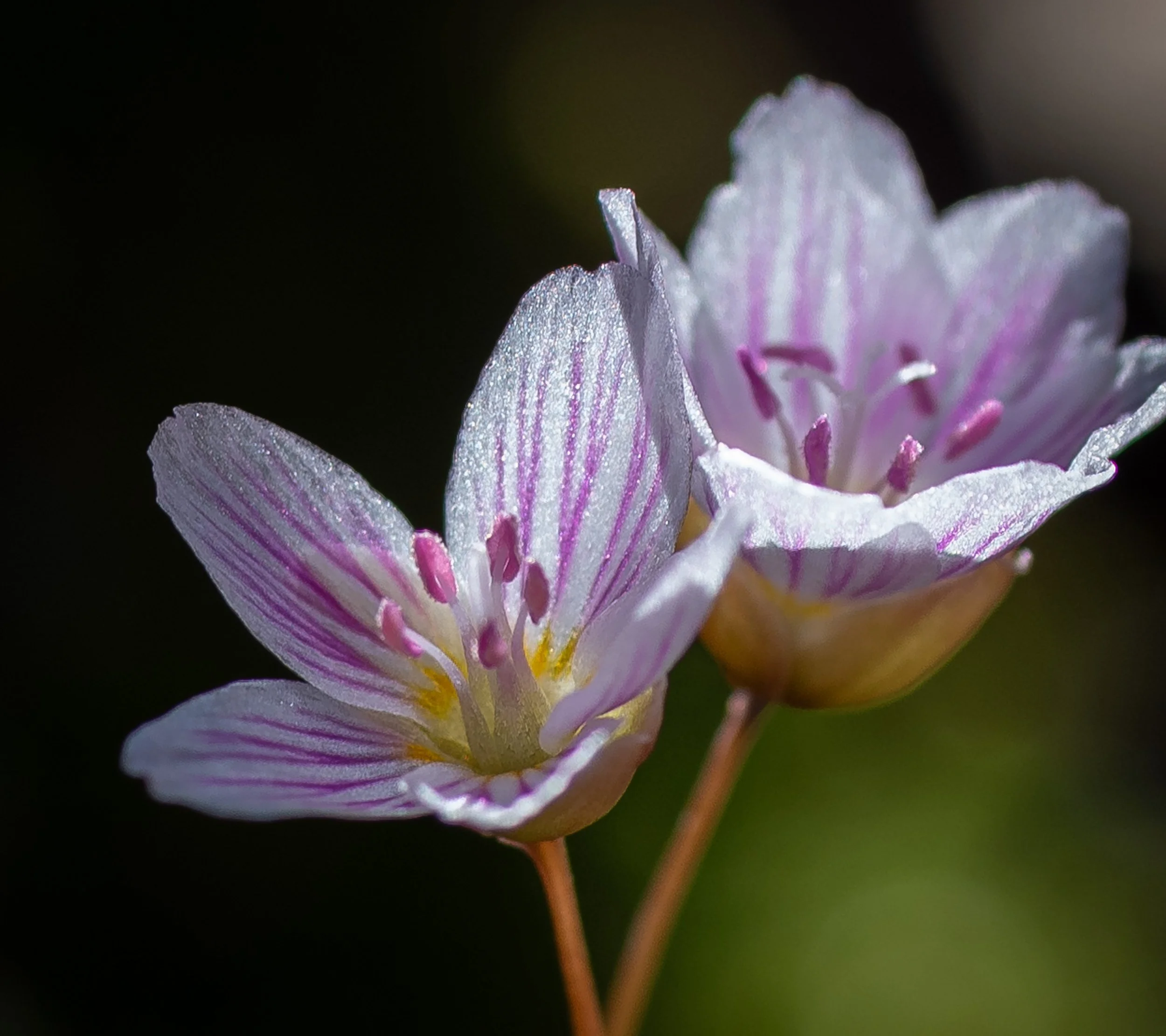 Spring Beauties - Full Bloom