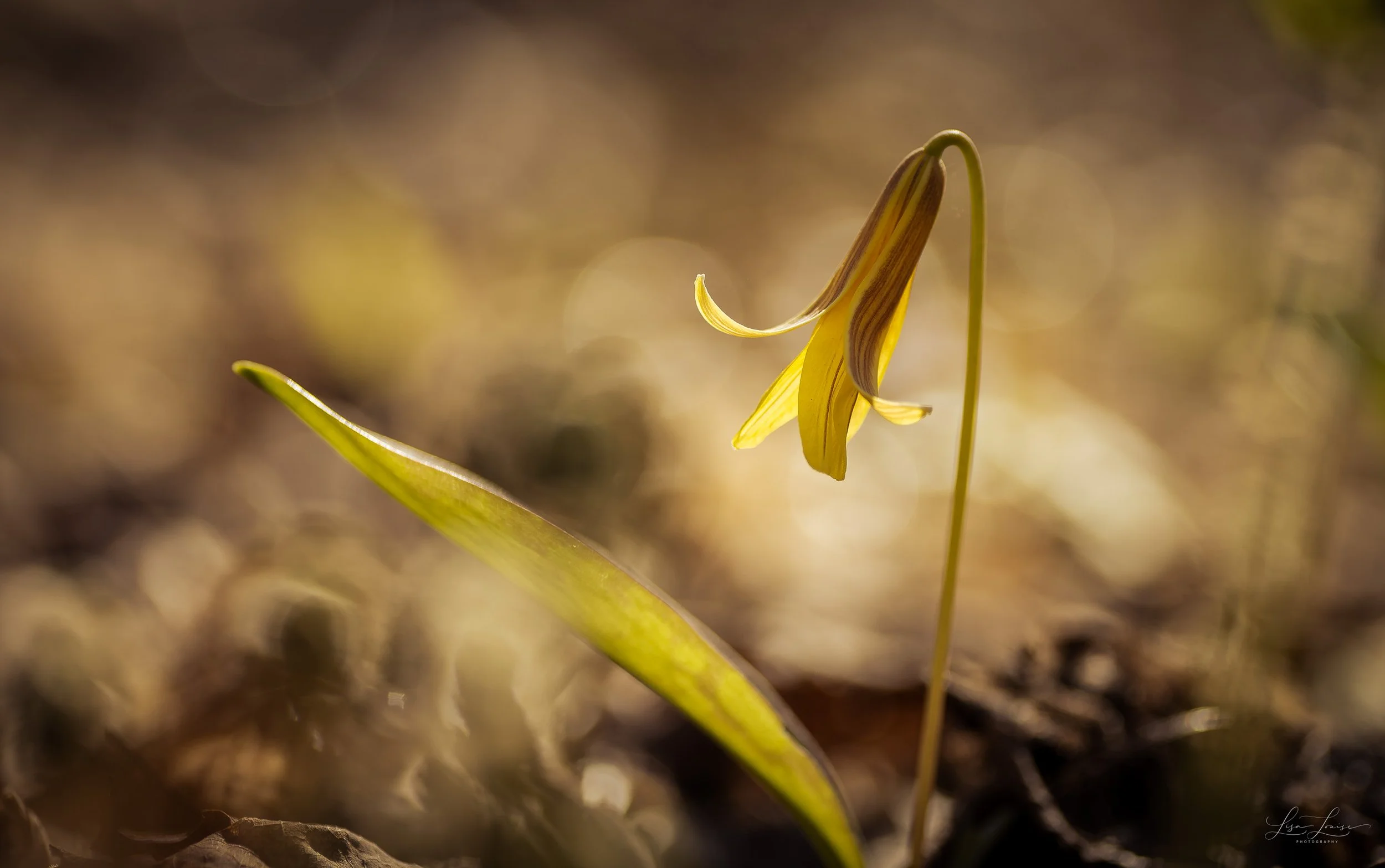 Trout Lily