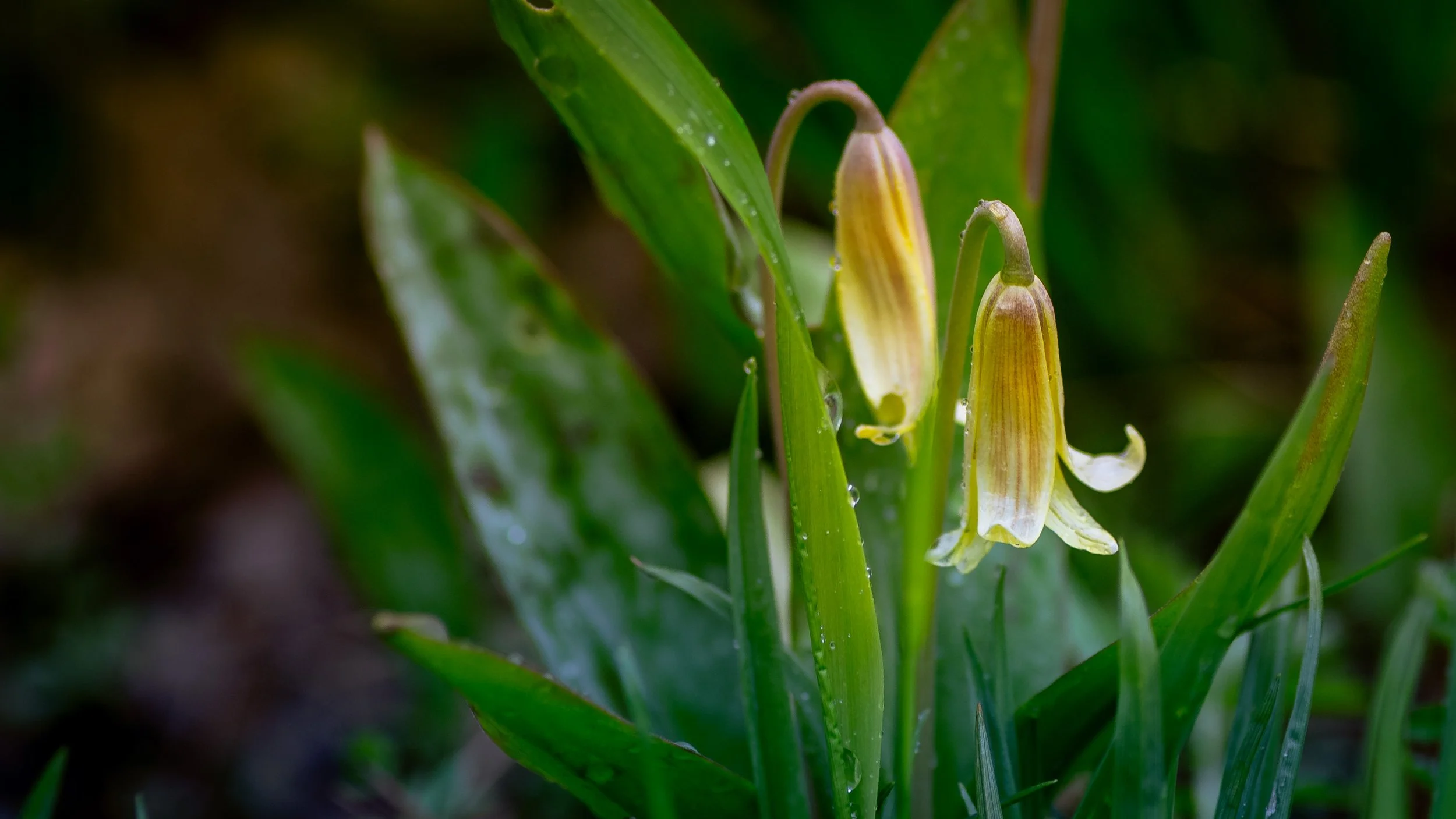 Trout Lily