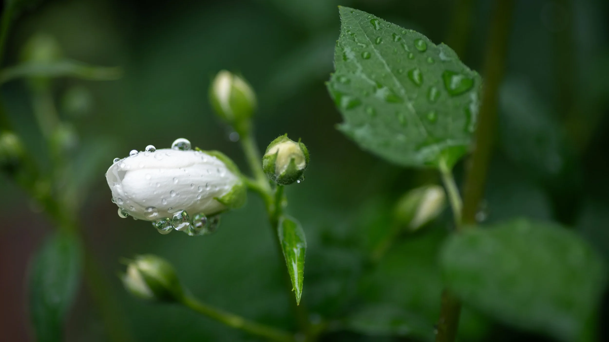 Mock Orange Bud