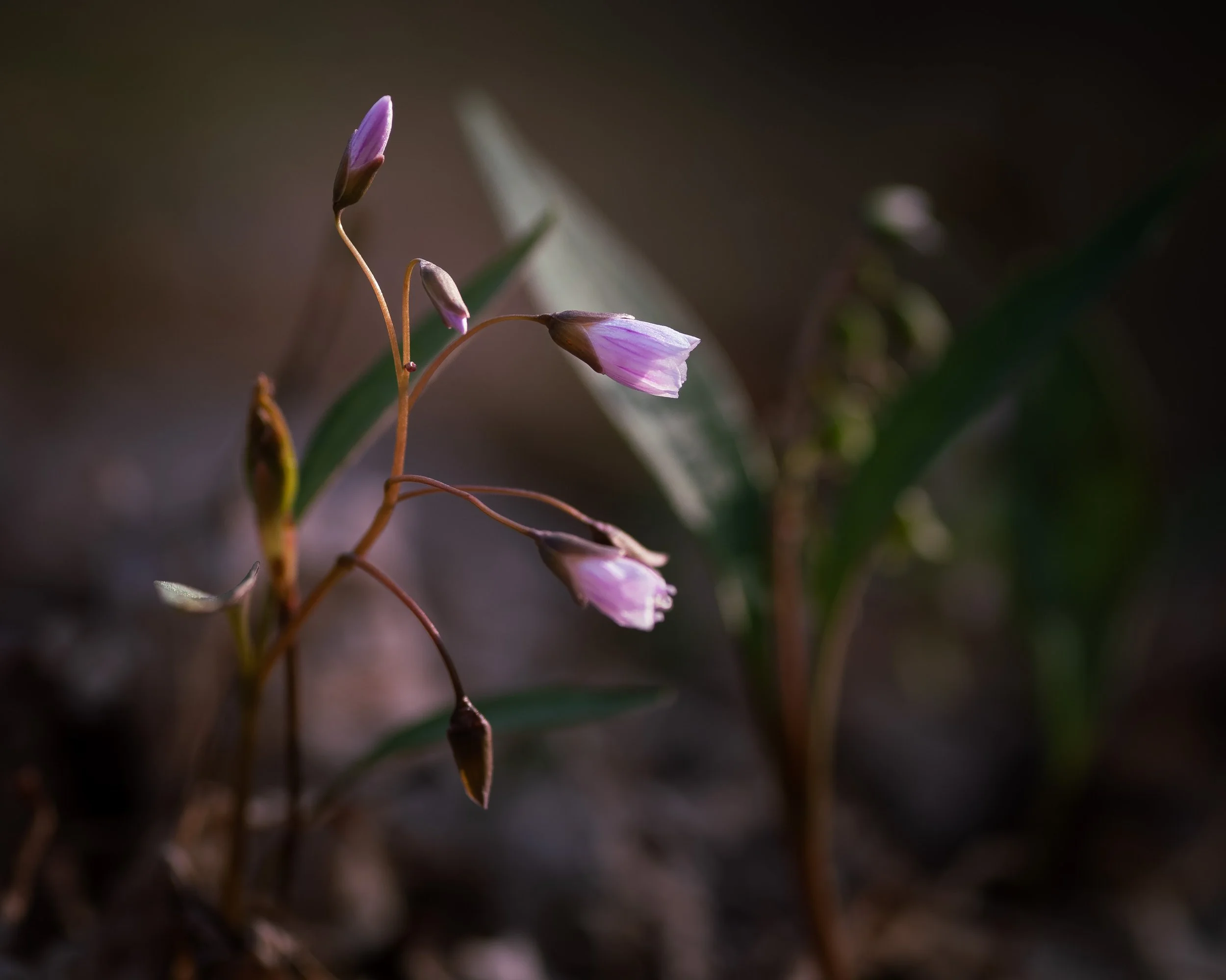 Spring Beauties opening