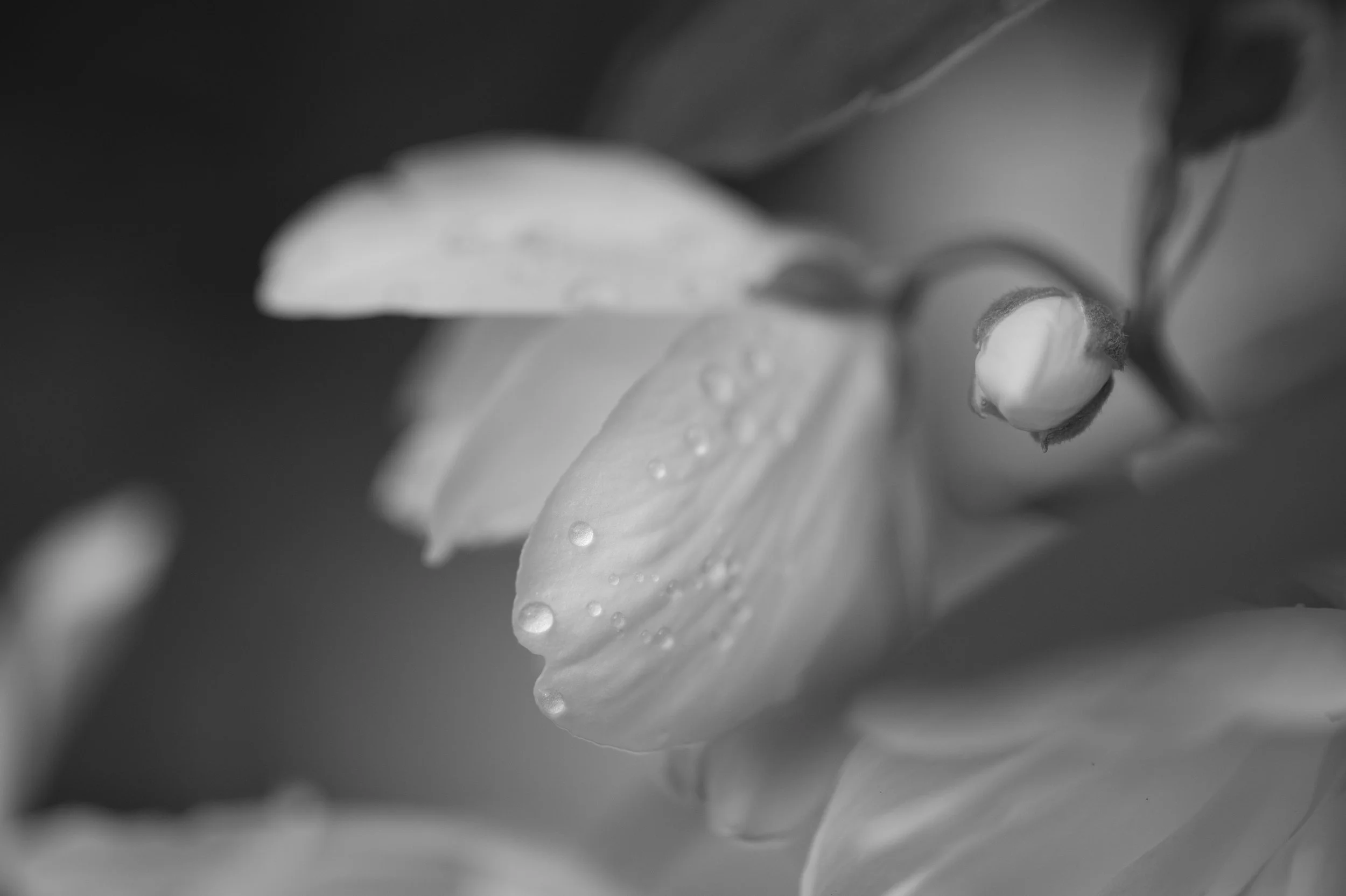 DSC_5527.jpg