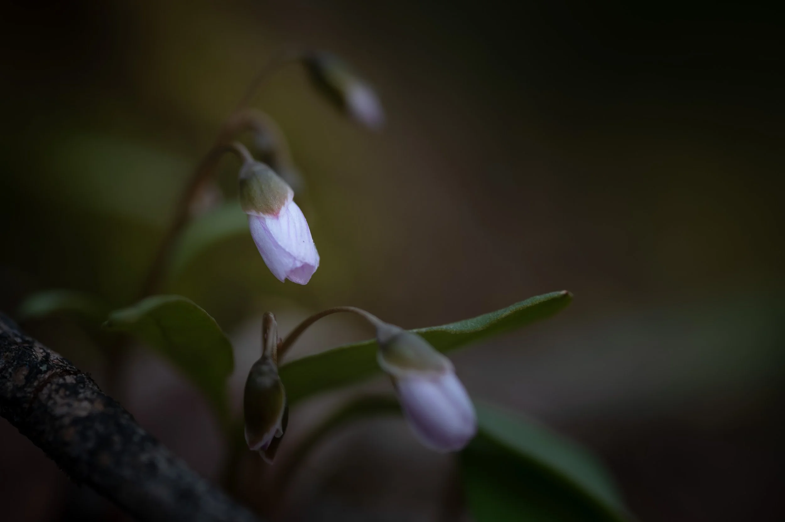 Carolina Spring Beauty