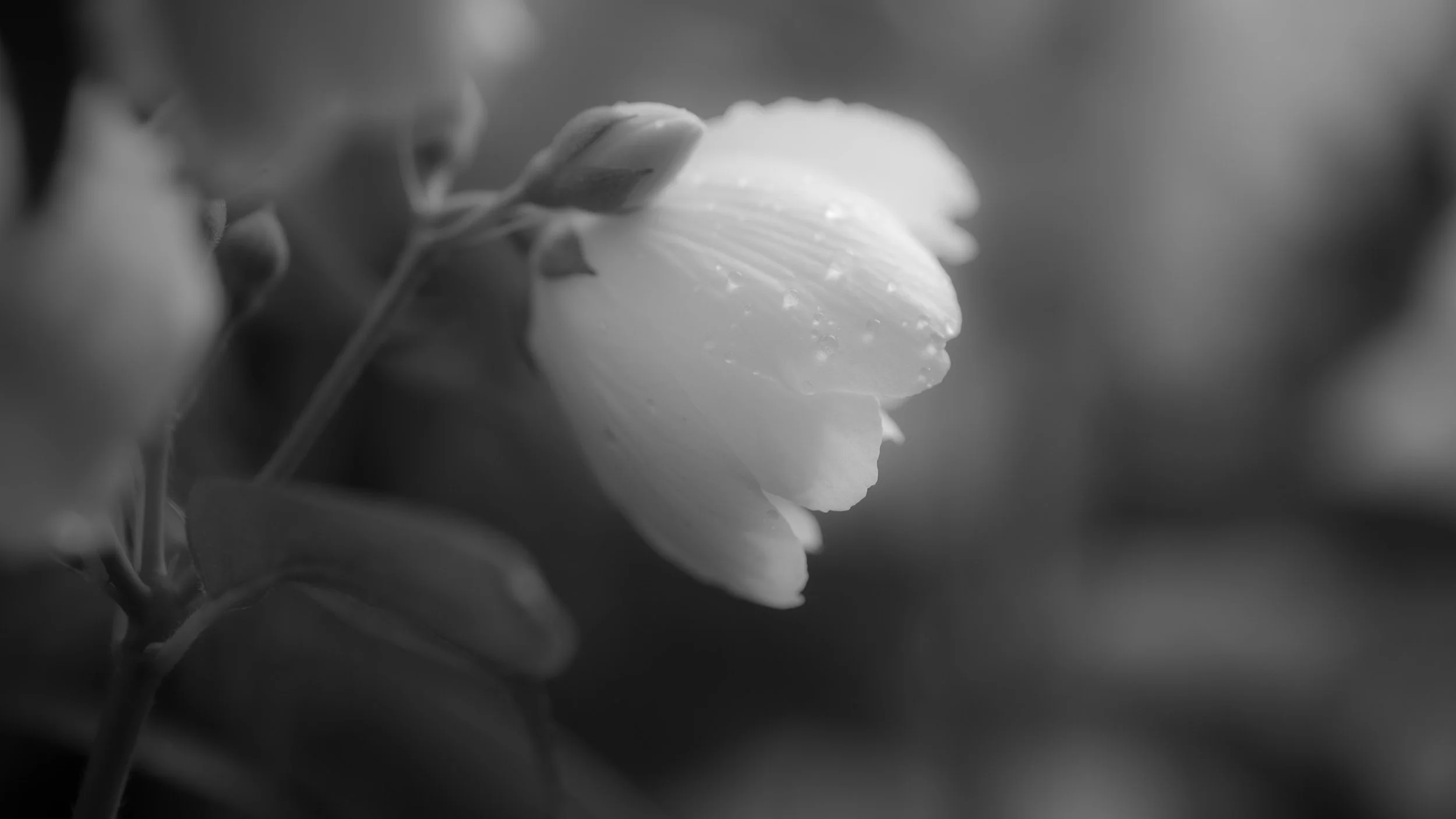 Black & White