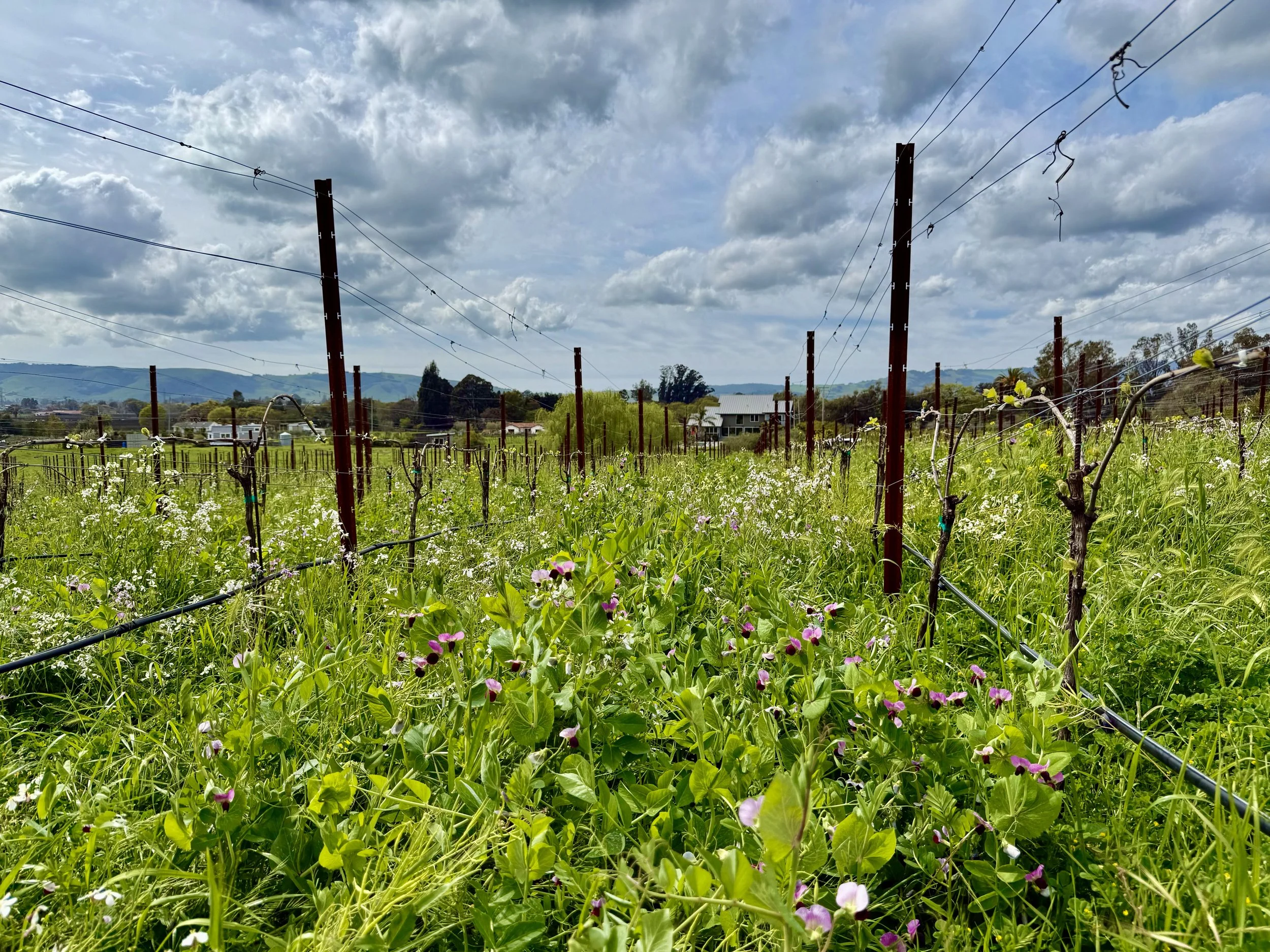 Vineyard with grapevines supported by vertical stakes and wire trellis system, surrounded by green grass and wildflowers, under partly cloudy sky with mountains in the background.