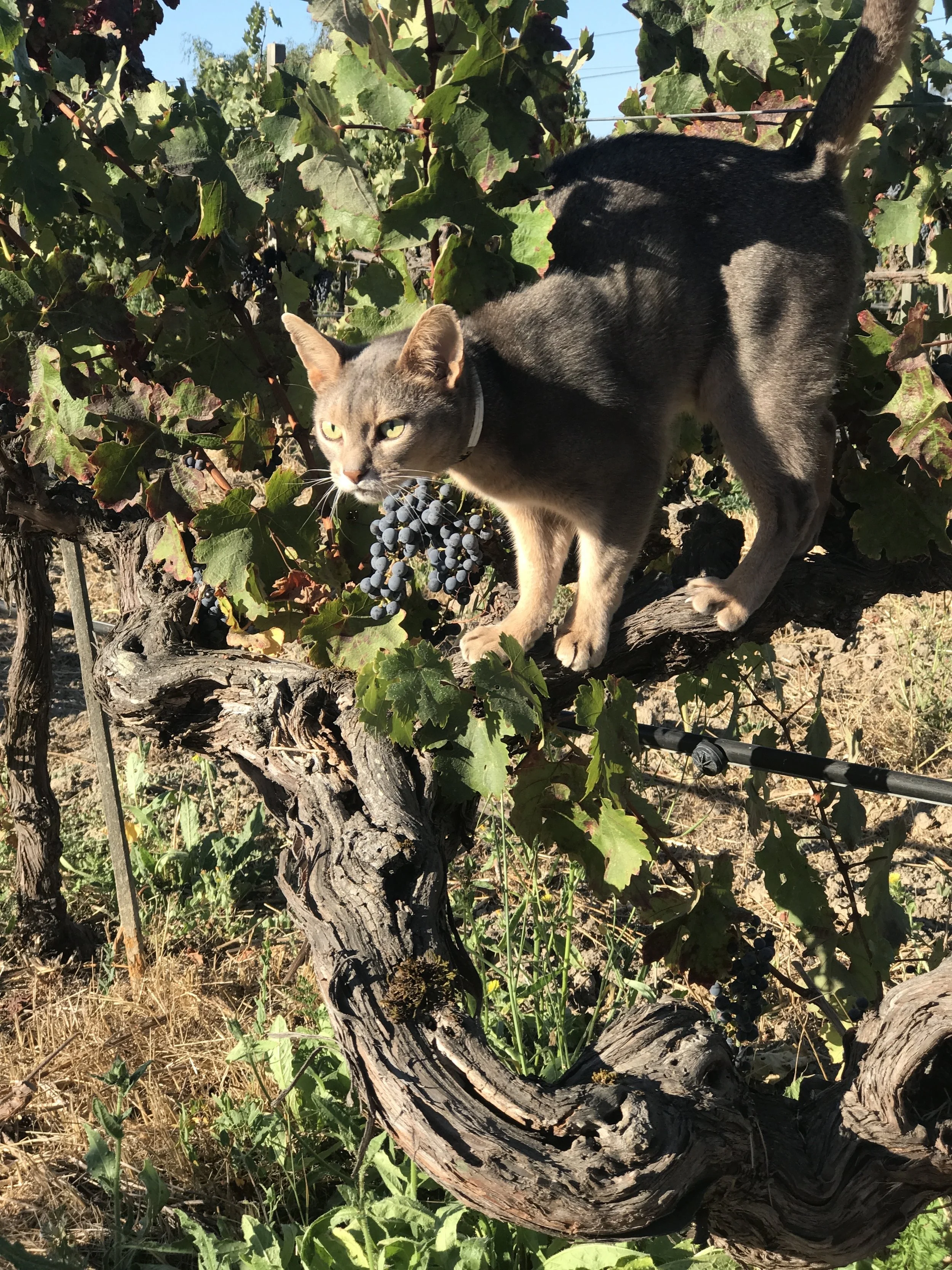 The Vines That Thrive
