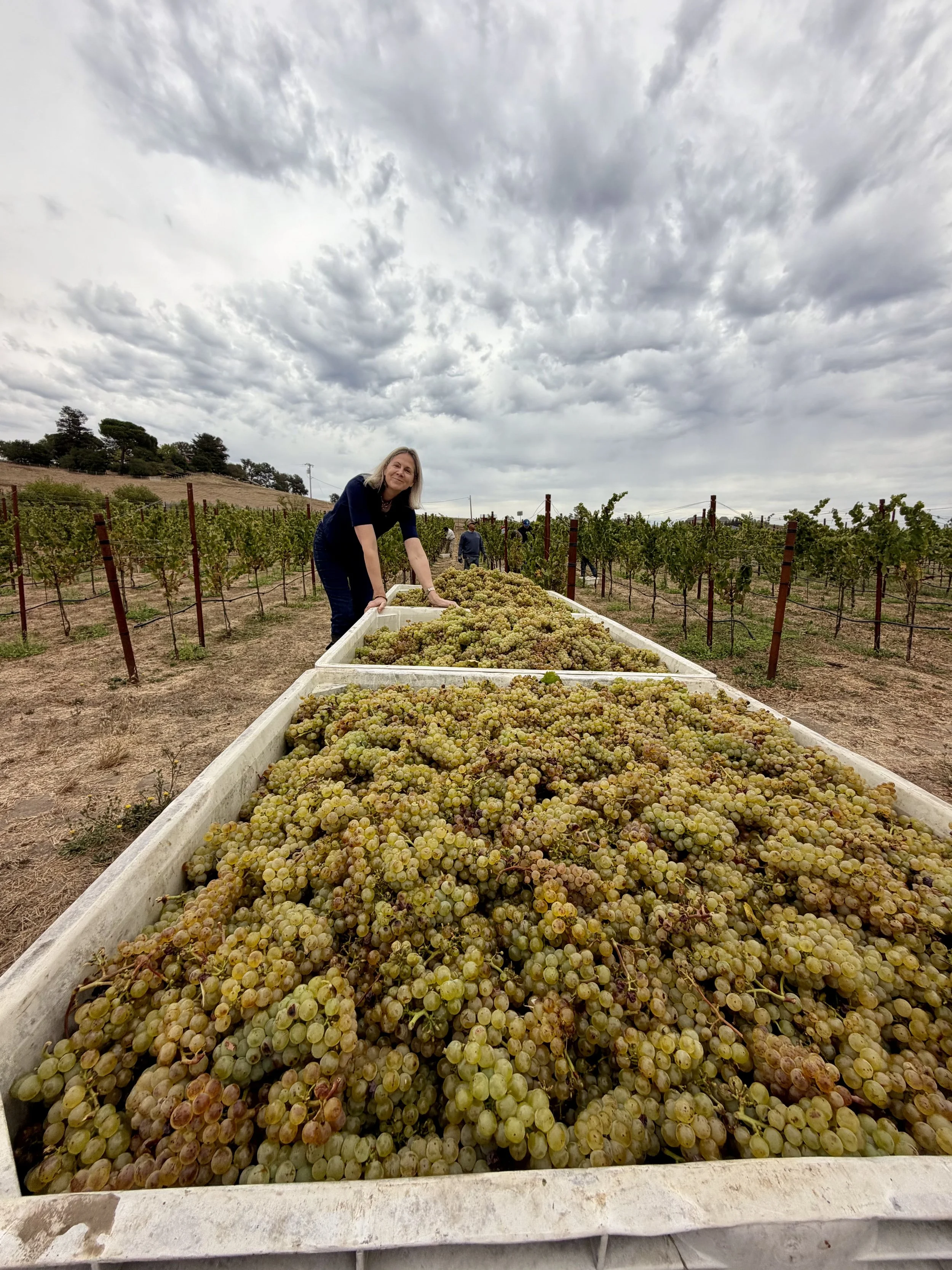 Carneros Harvest 2026: An Early, Small, and Exceptional Vintage at Coplan Vineyards