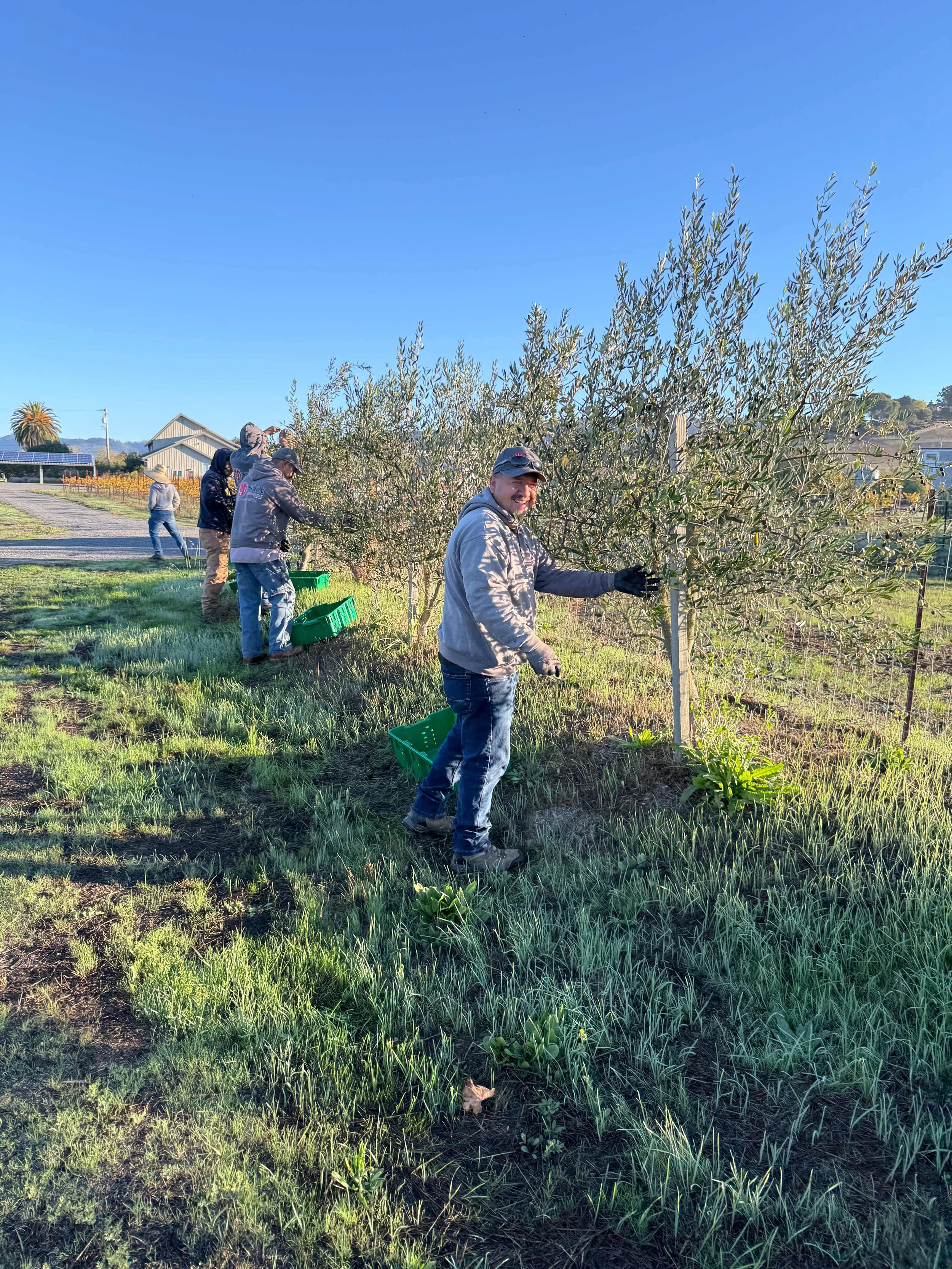 Group of people harvesting olives from an olive tree on a sunny day.