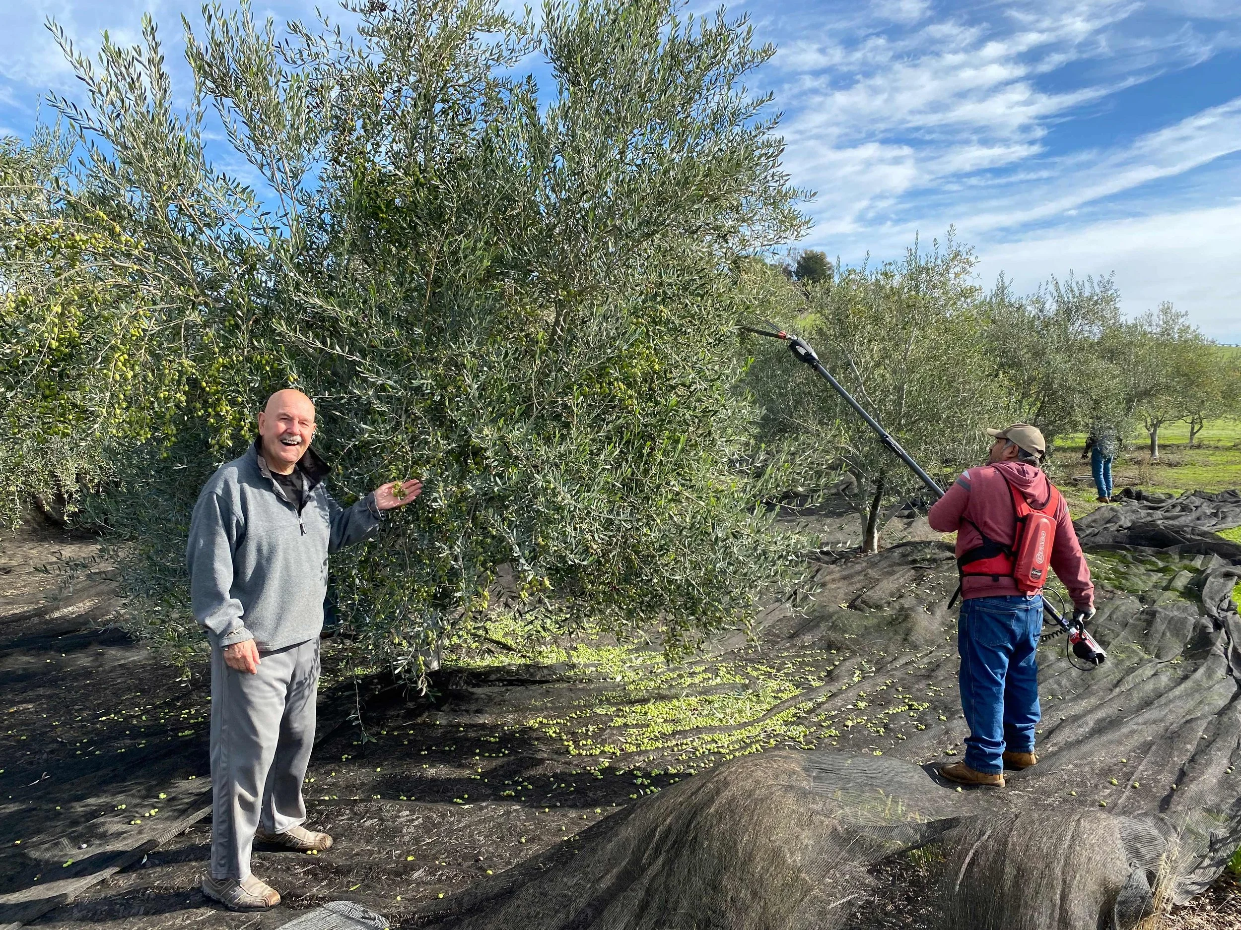 Two men harvesting olives from a tree in an orchard. One man is smiling and holding an olive, while the other is using a tool to shake the tree. The orchard has rows of olive trees with a bright, partly cloudy sky above.
