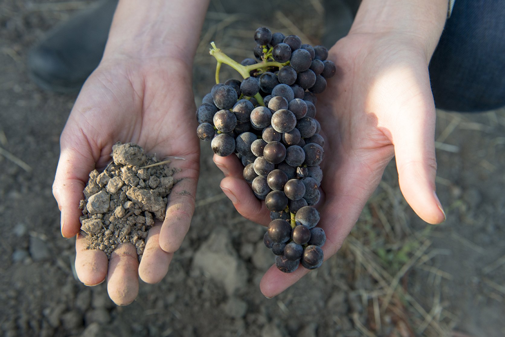 Copland Wines Sustainabilty - Terroir