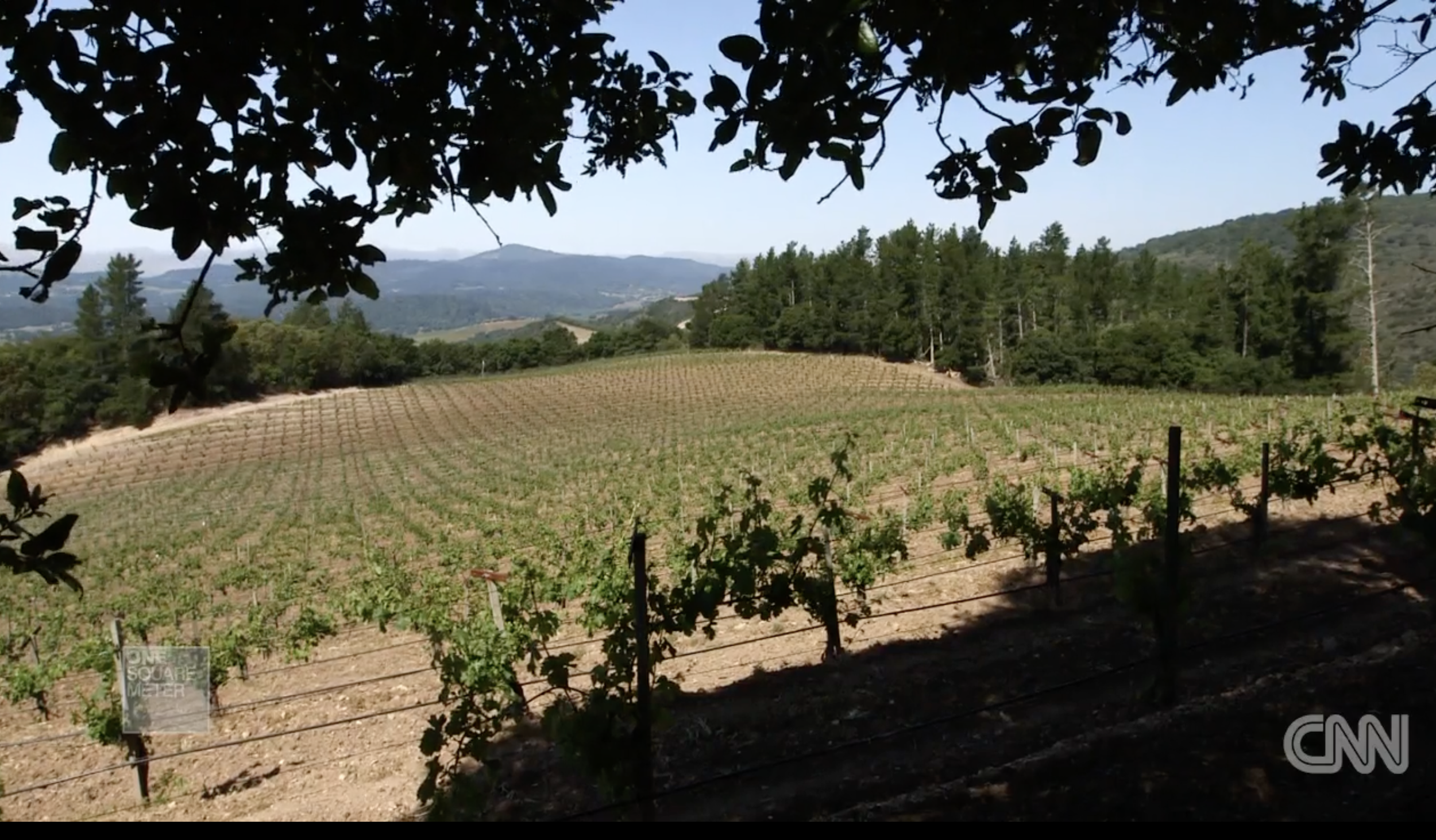 Vineyard with rows of grape vines on a hillside, surrounded by trees and mountains in the distance under a clear blue sky.