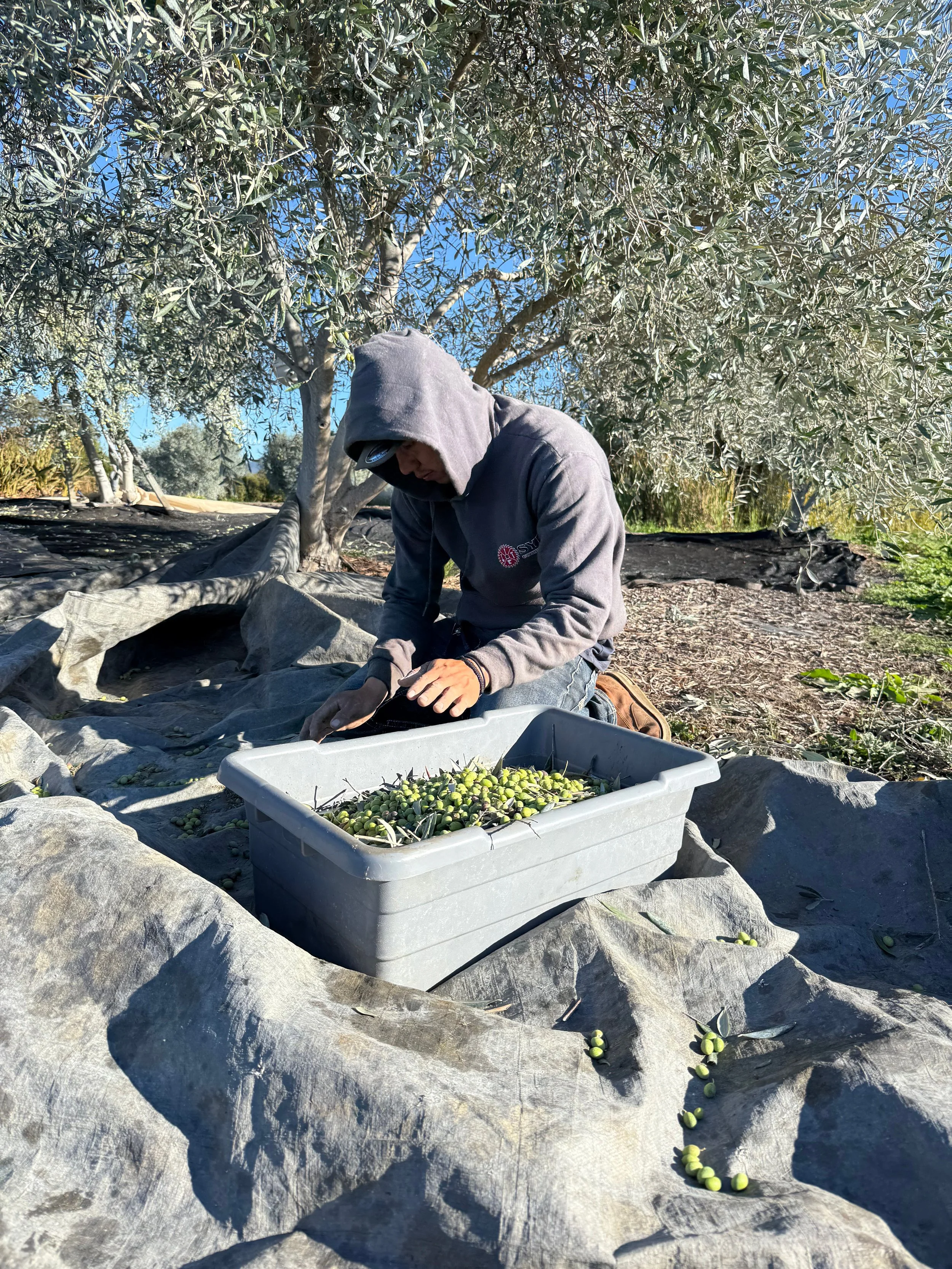 Person harvesting olives on a rocky terrain under an olive tree, placing the olives into a gray plastic container.