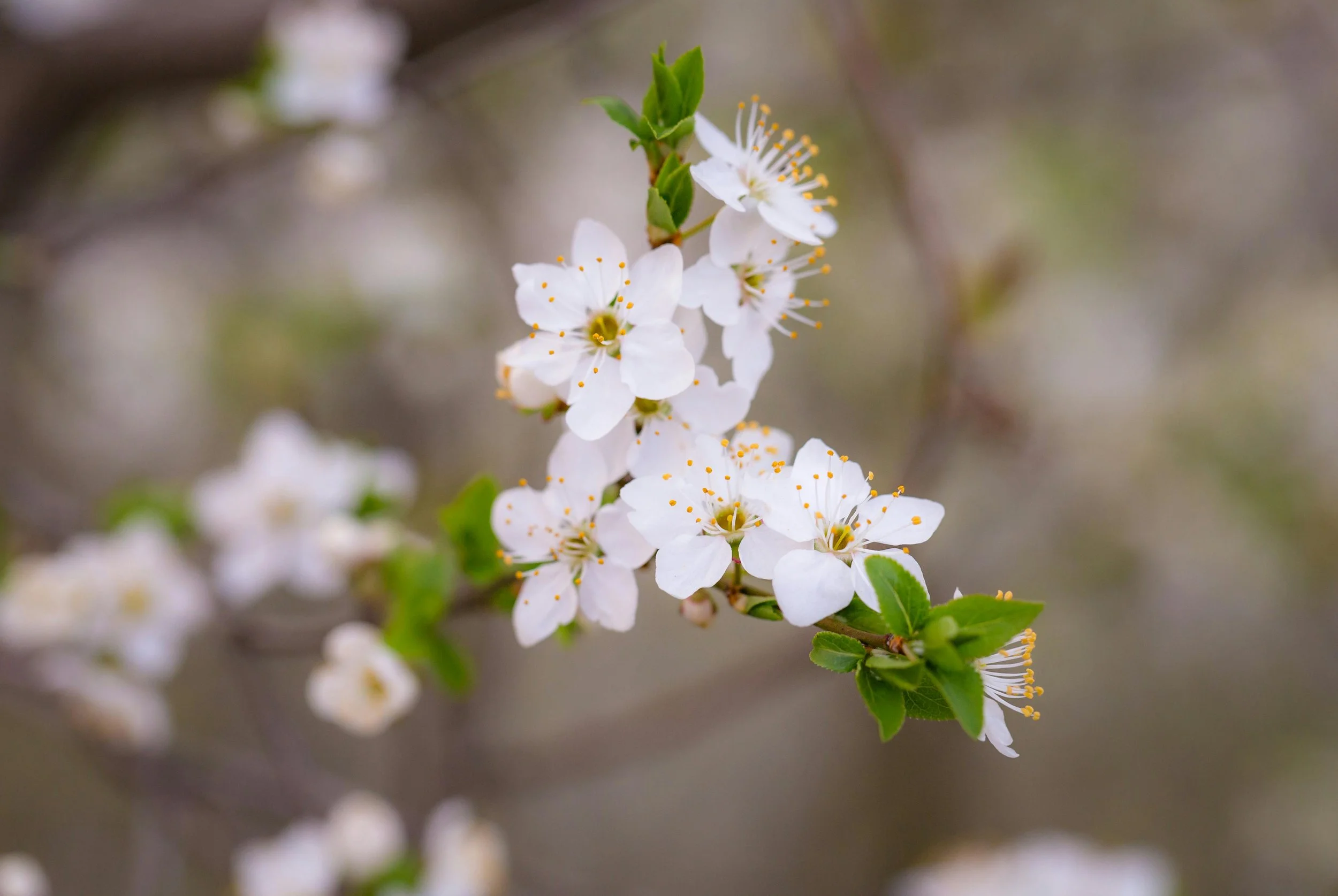 Close-up of white flowering tree branch with small green leaves.