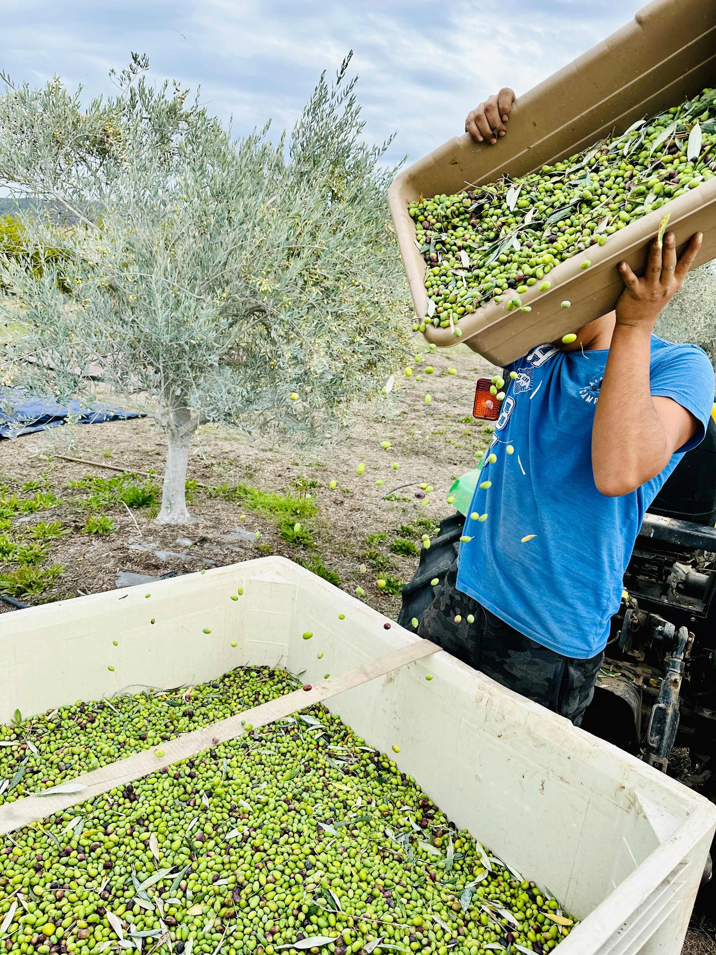 Person harvesting olives by pouring them from a container into a large bin in an olive grove.