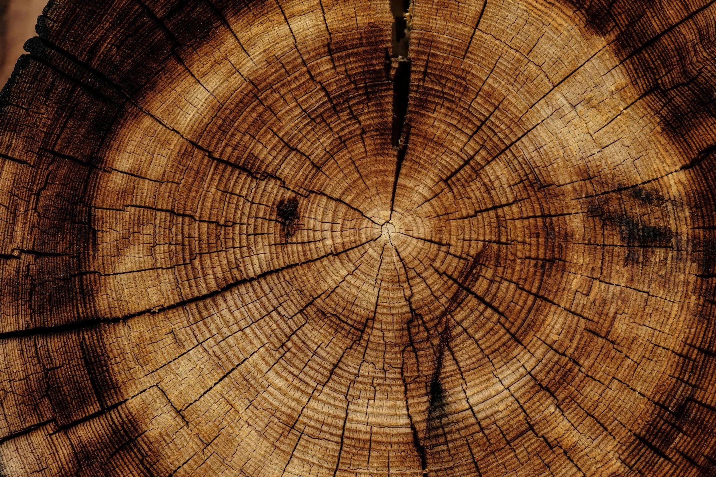 Close-up of the cross section of a tree trunk, showing growth rings and cracks.