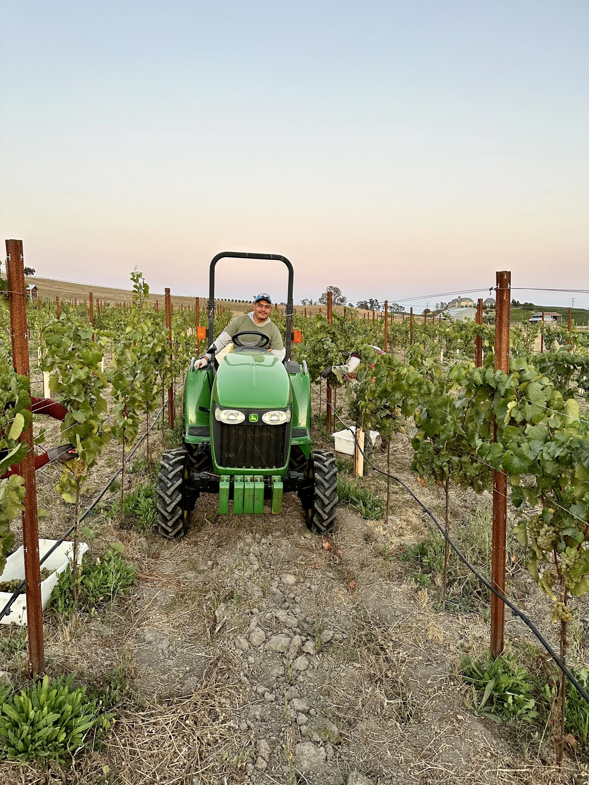 A man sitting on a green tractor in a vineyard, surrounded by grapevines, during dusk or dawn.