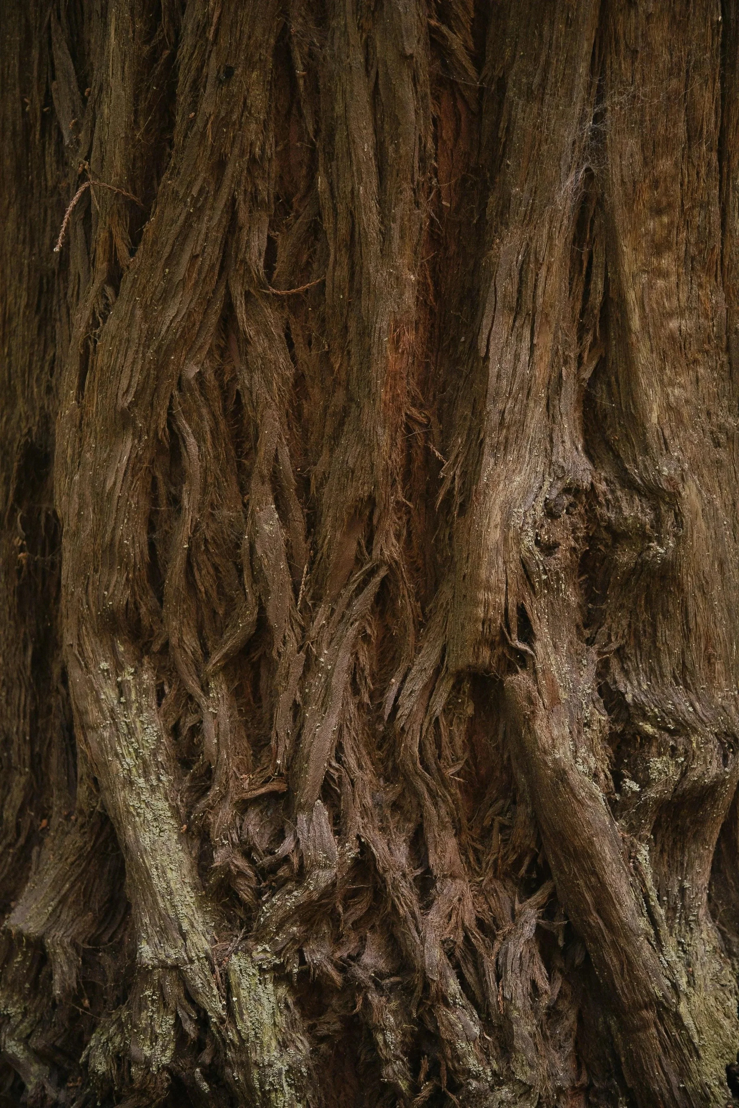 Close-up of tree bark with roots forming a face in the wood.