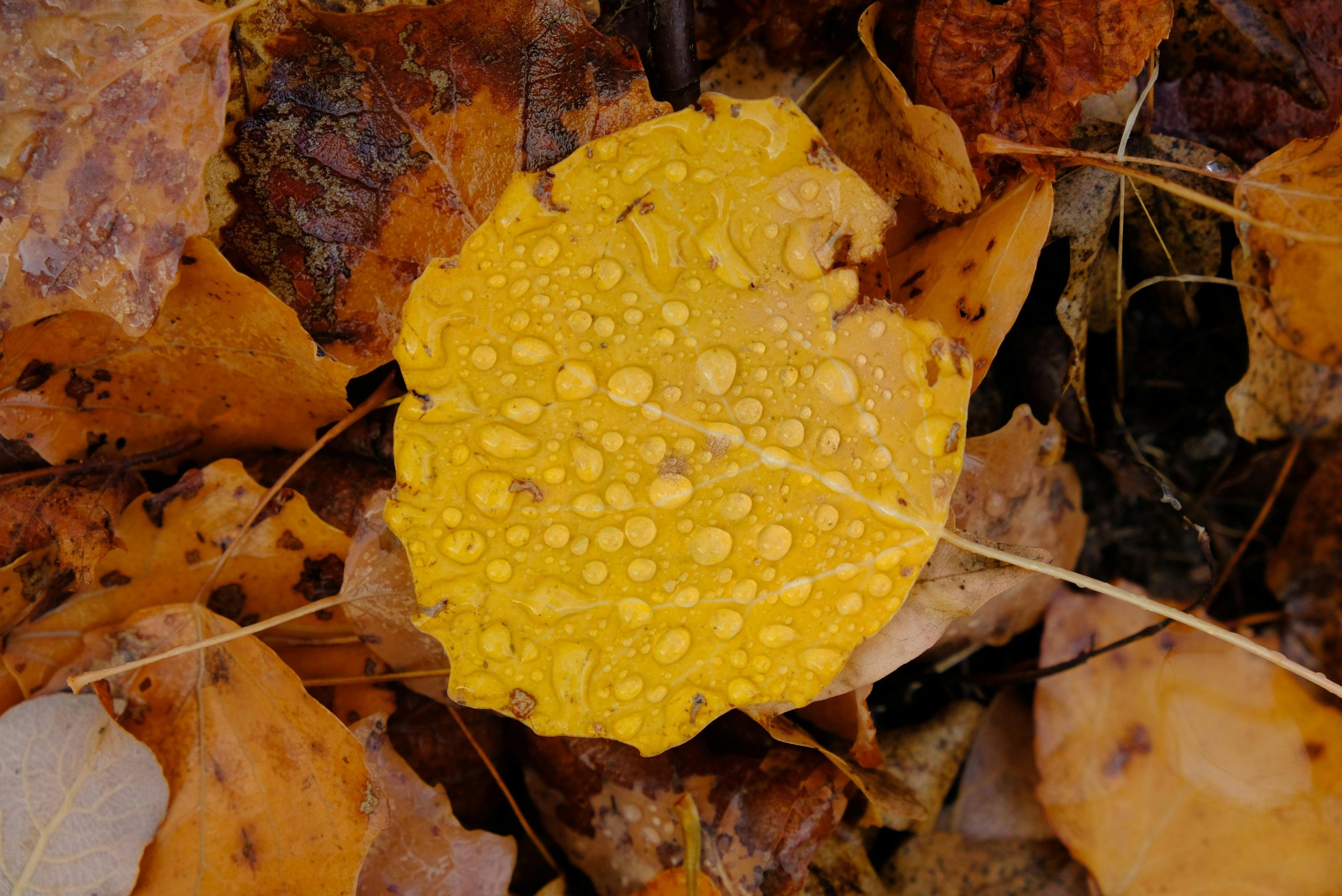 A yellow leaf with water droplets on it among fallen orange and brown leaves.
