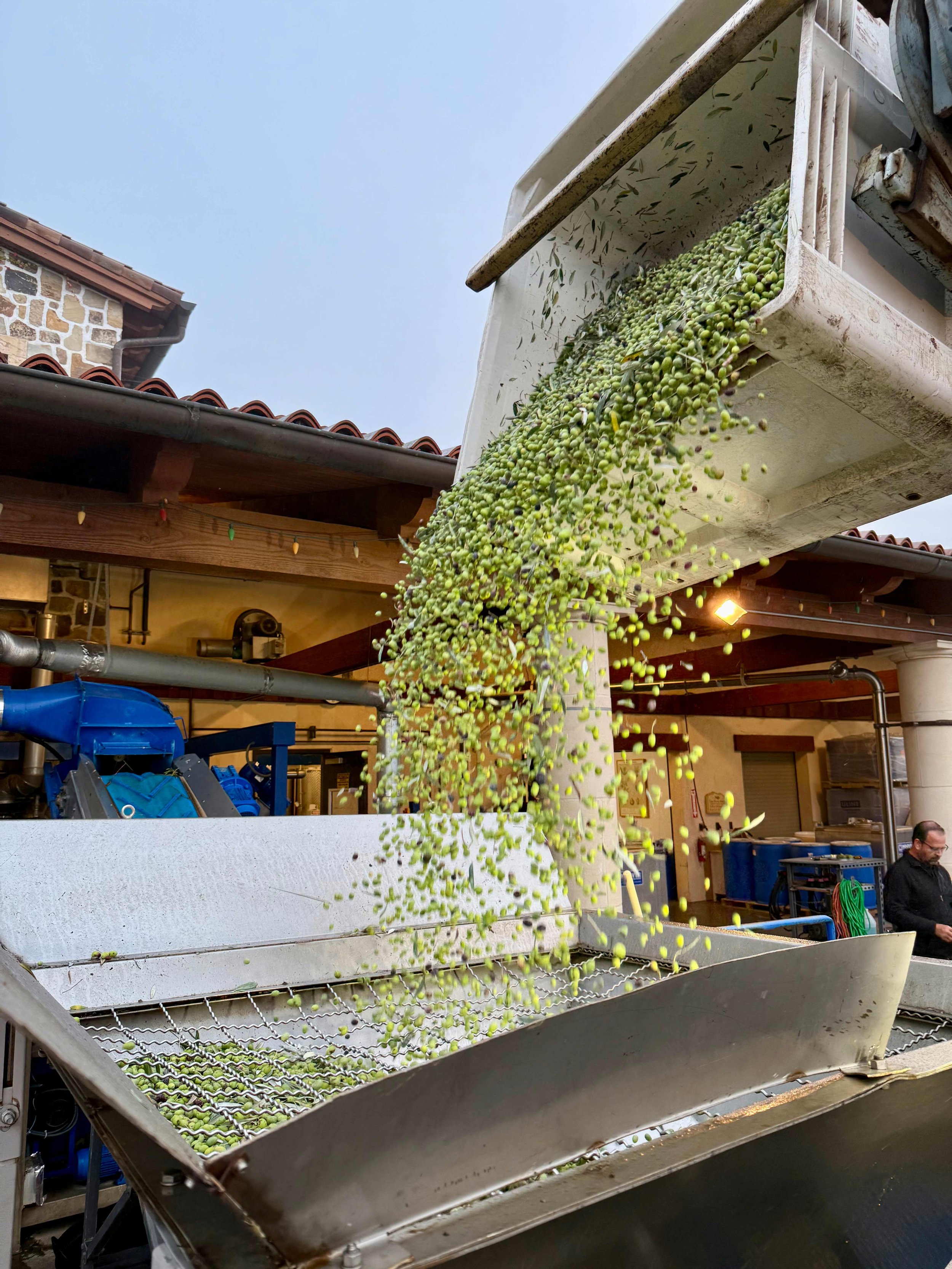Olives being harvested using a mechanical shaker, with green olives falling from a shaker into a collecting container.