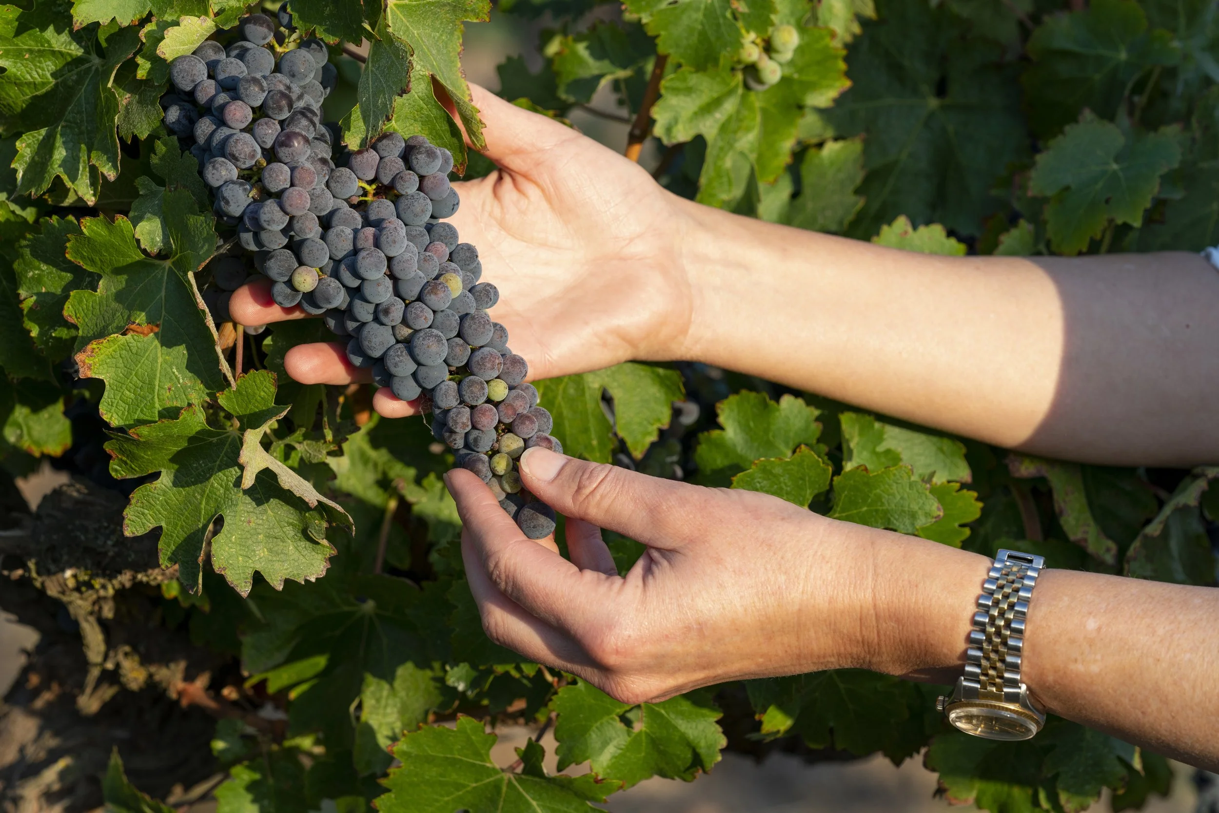 Person harvesting a bunch of dark purple grapes in a vineyard, wearing a silver watch on their wrist.